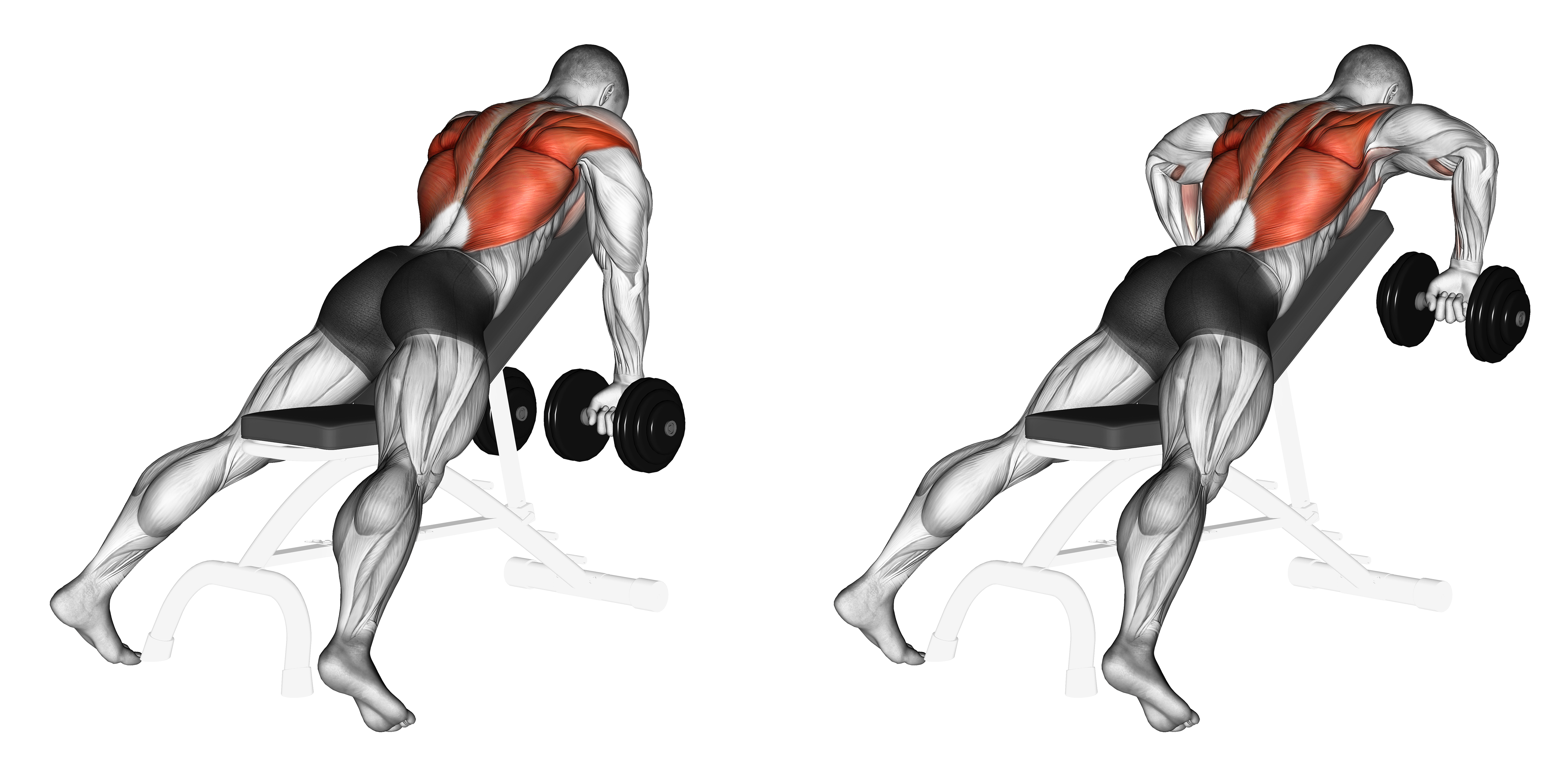 Dumbbell Incline Row