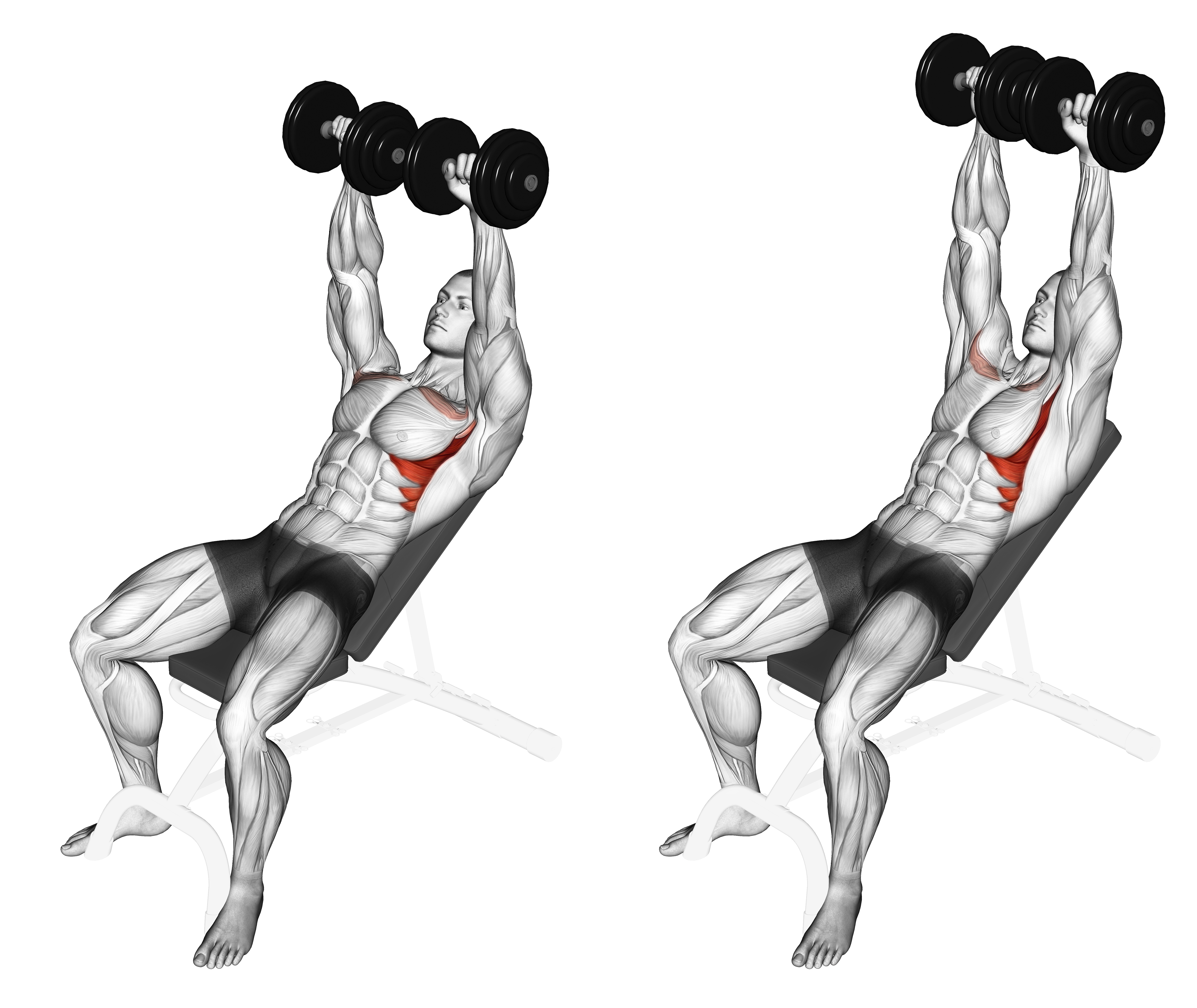 Dumbbell Incline Shoulder Raise