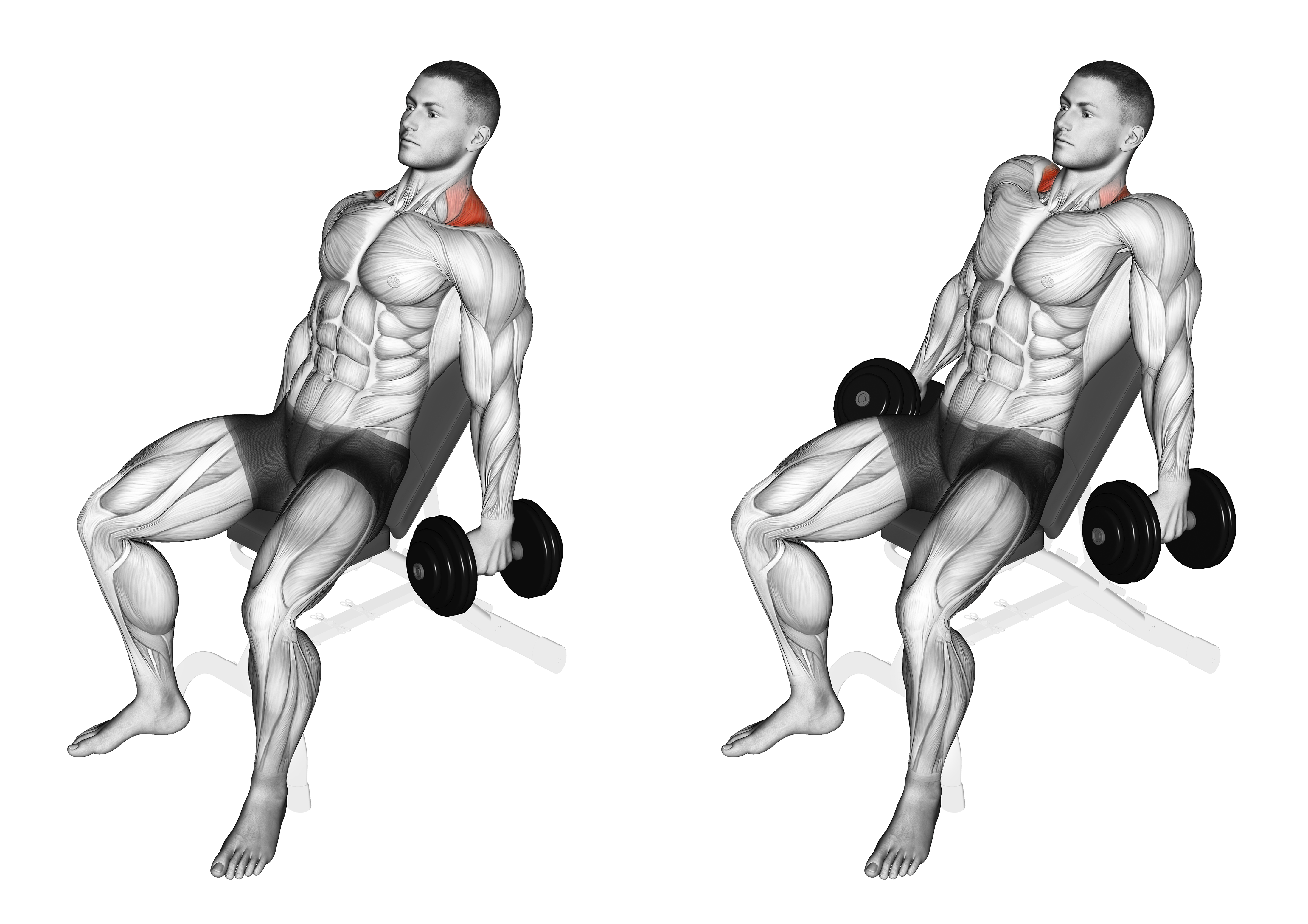 Dumbbell Incline Shrug