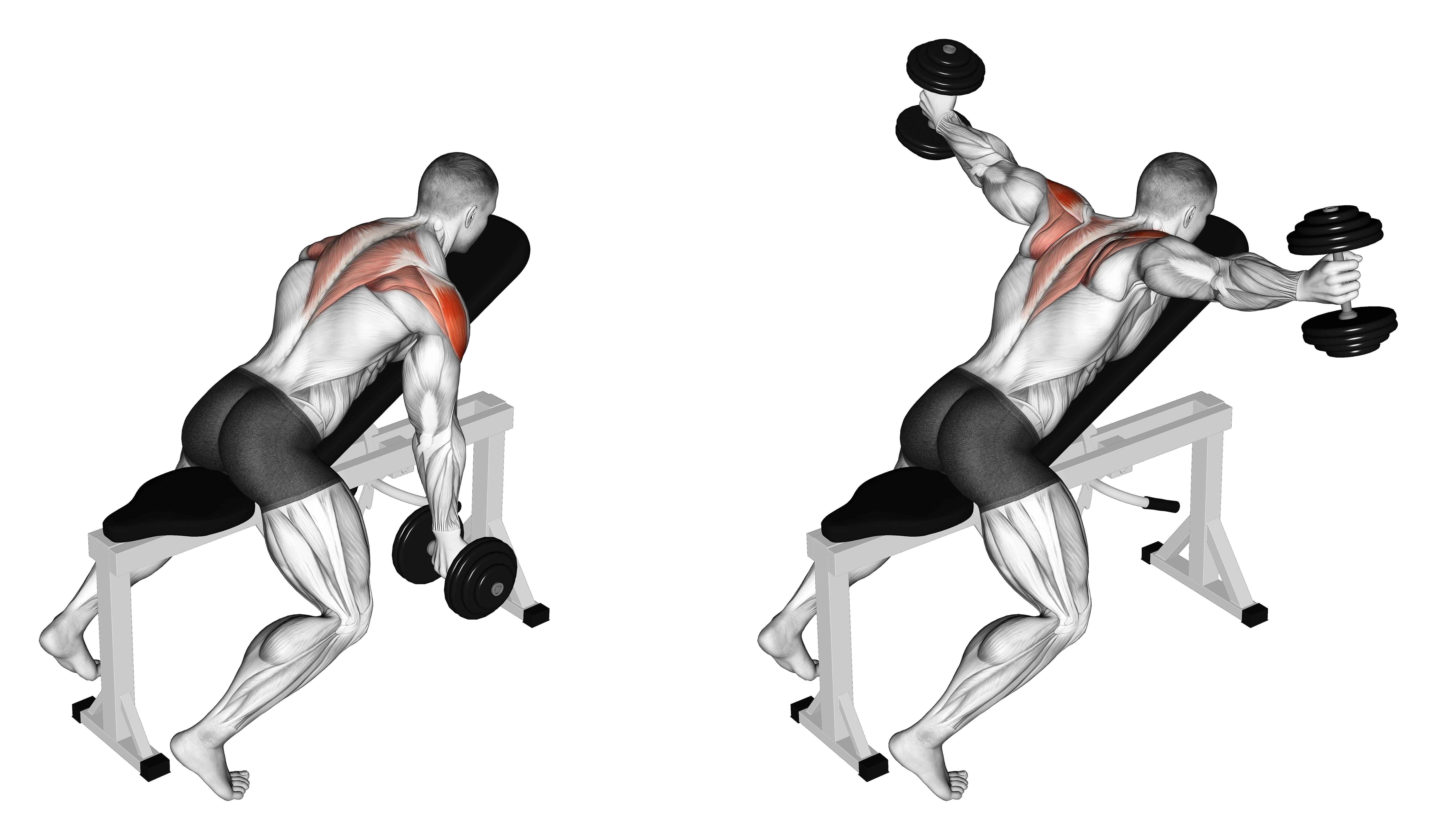 Dumbbell Incline T Raise