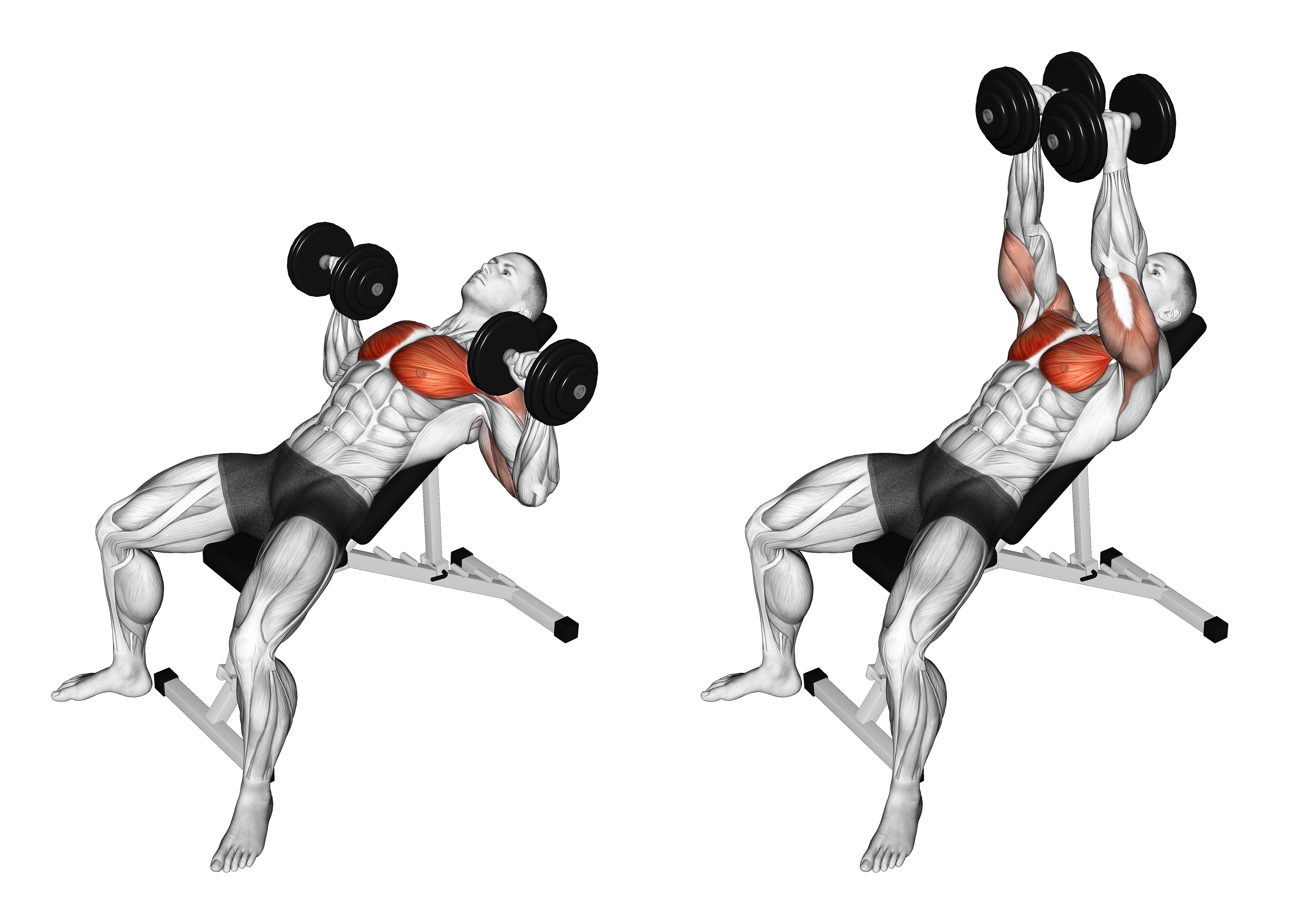 Dumbbell Incline Twist Press