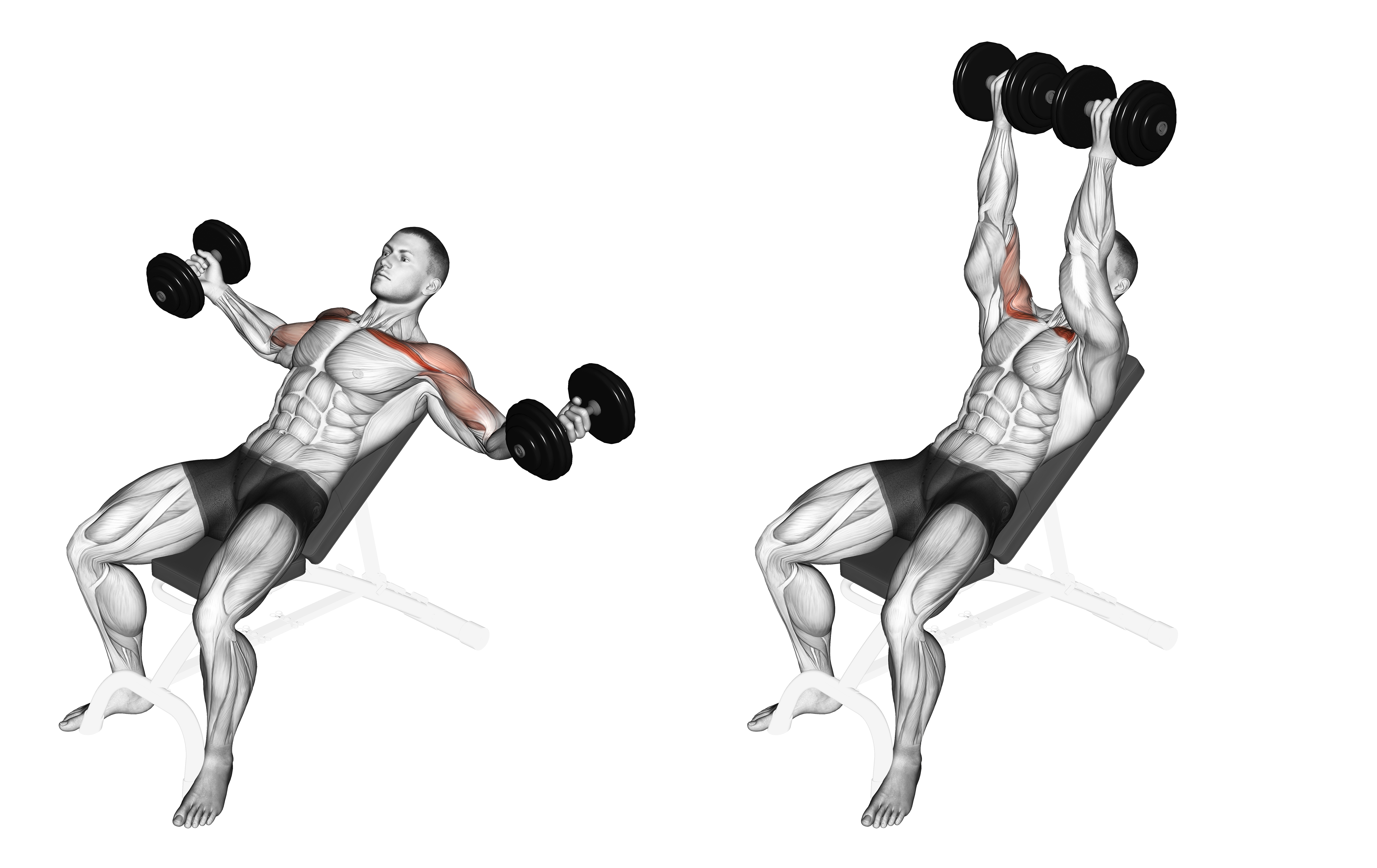 Dumbbell Incline Twisted Flyes