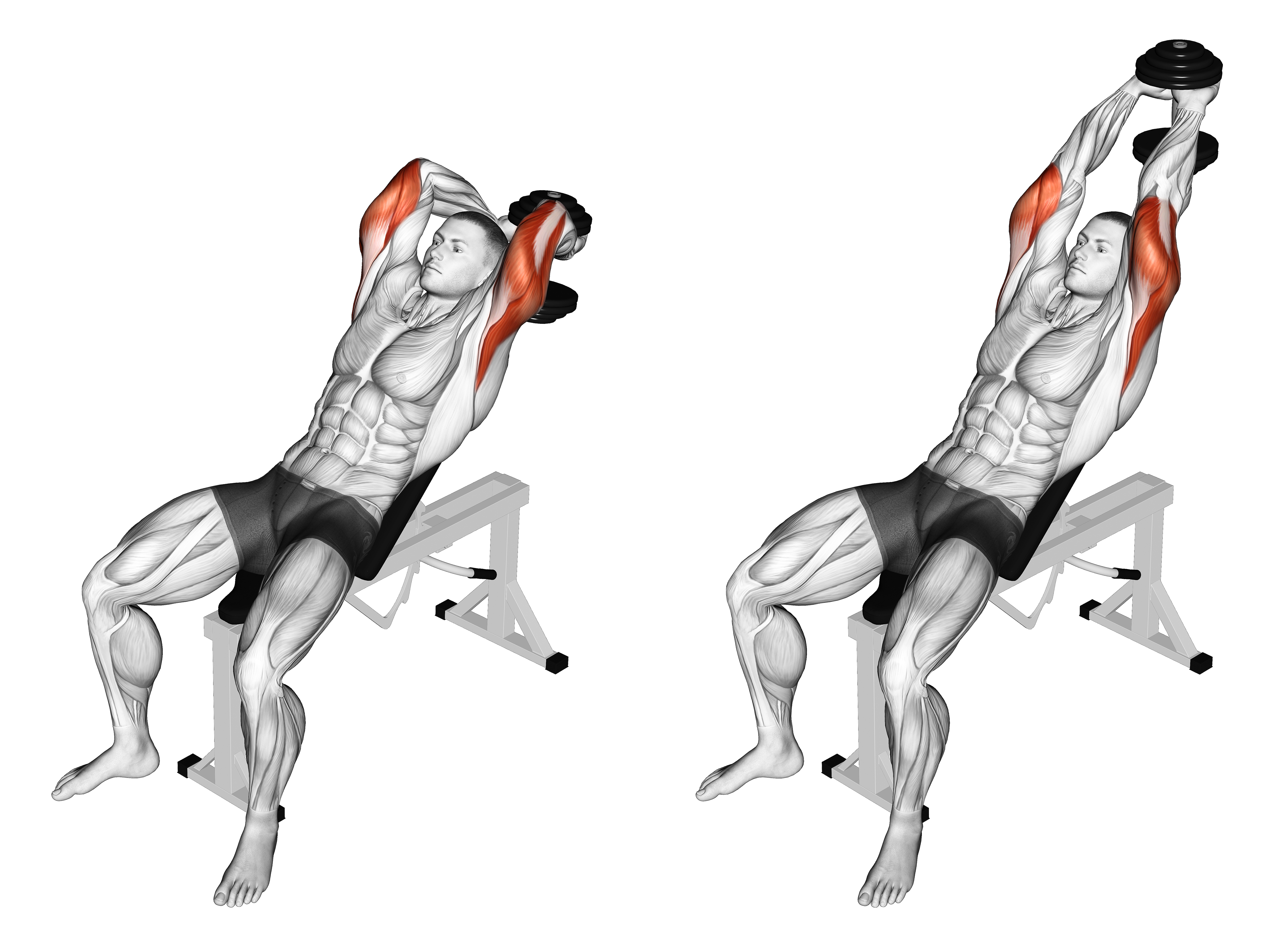 Dumbbell Incline Two Arm Extension