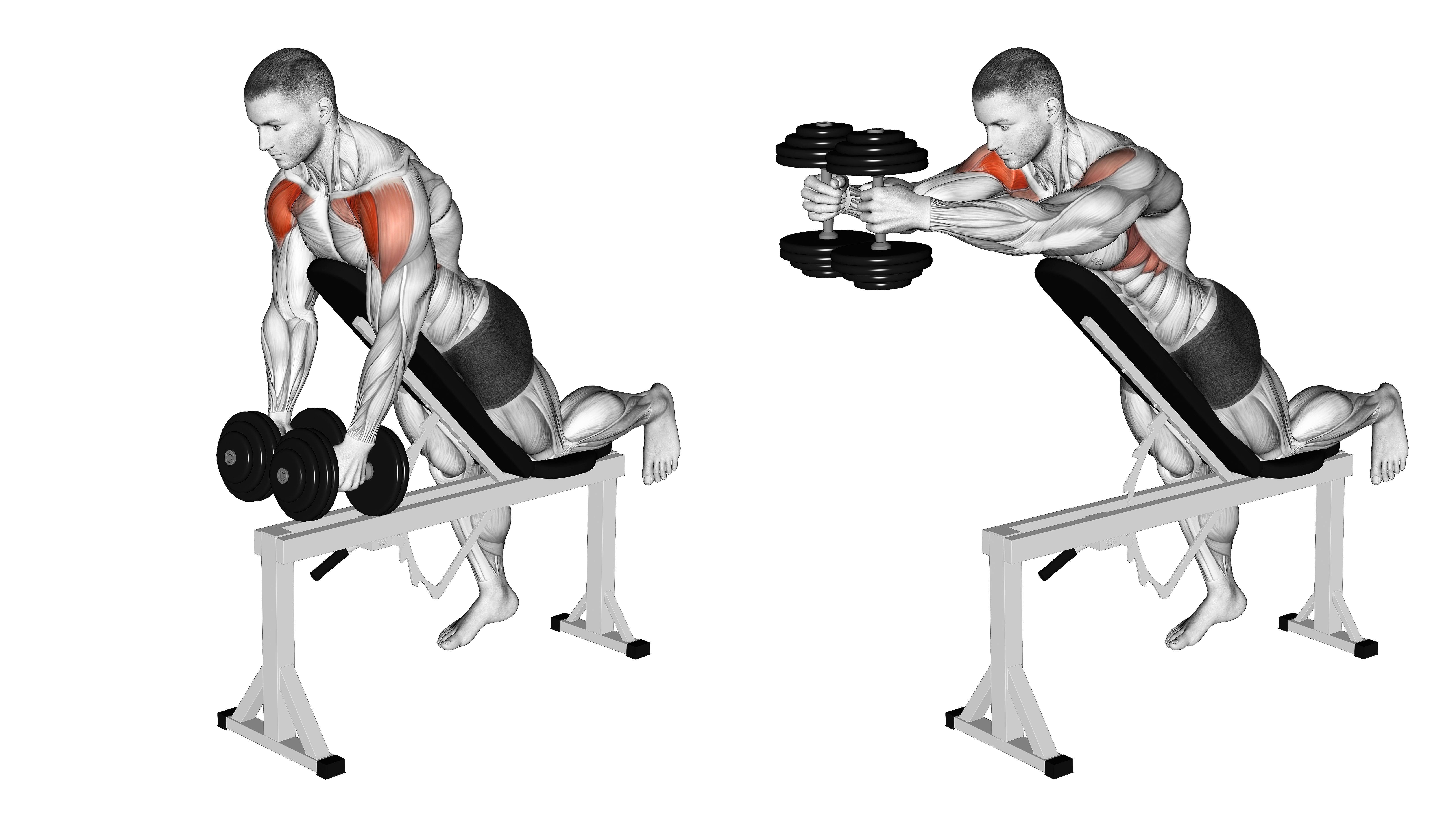 Dumbbell Incline Two Front Raise With Chest Support