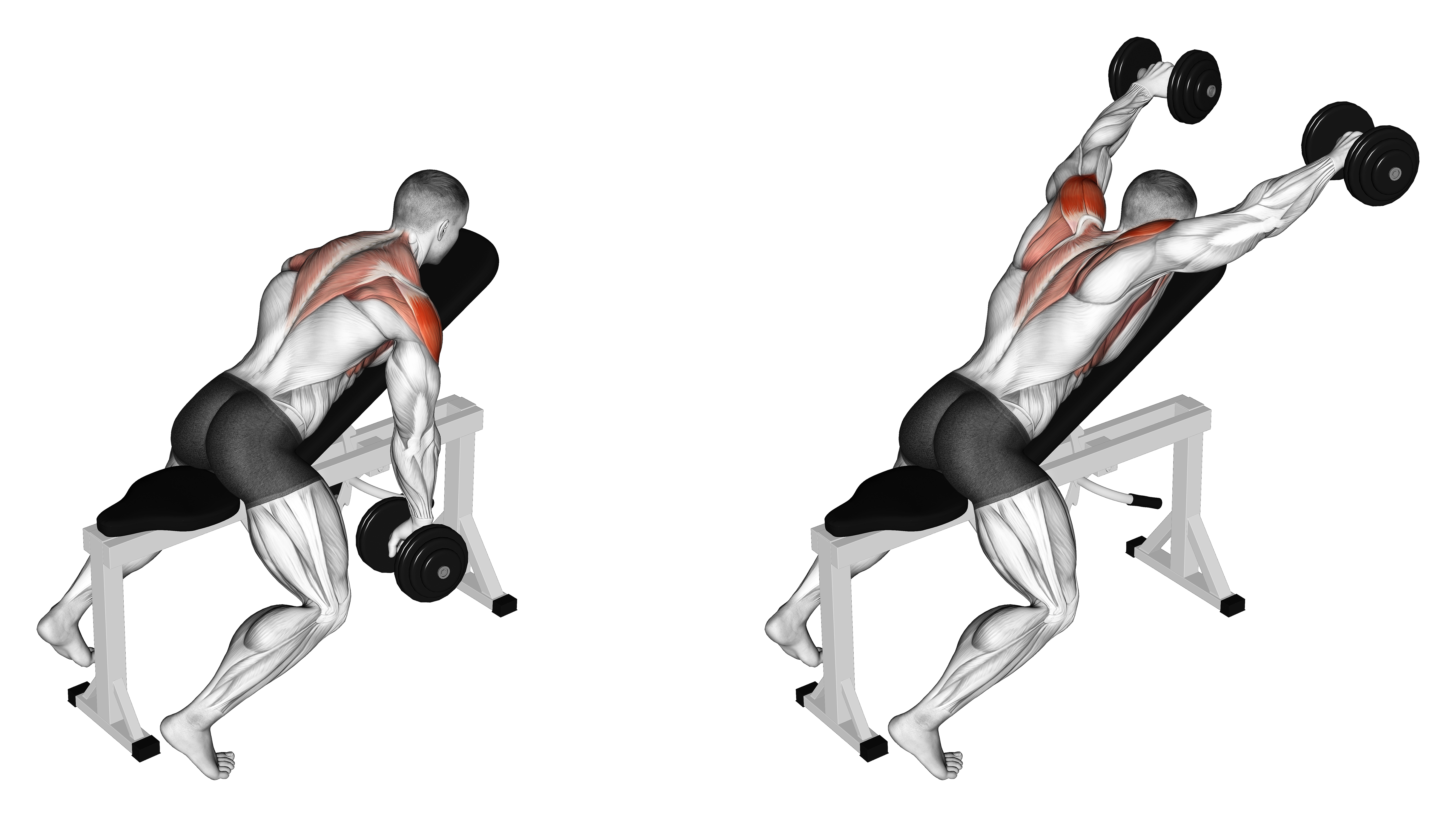 Dumbbell Incline Y Raise