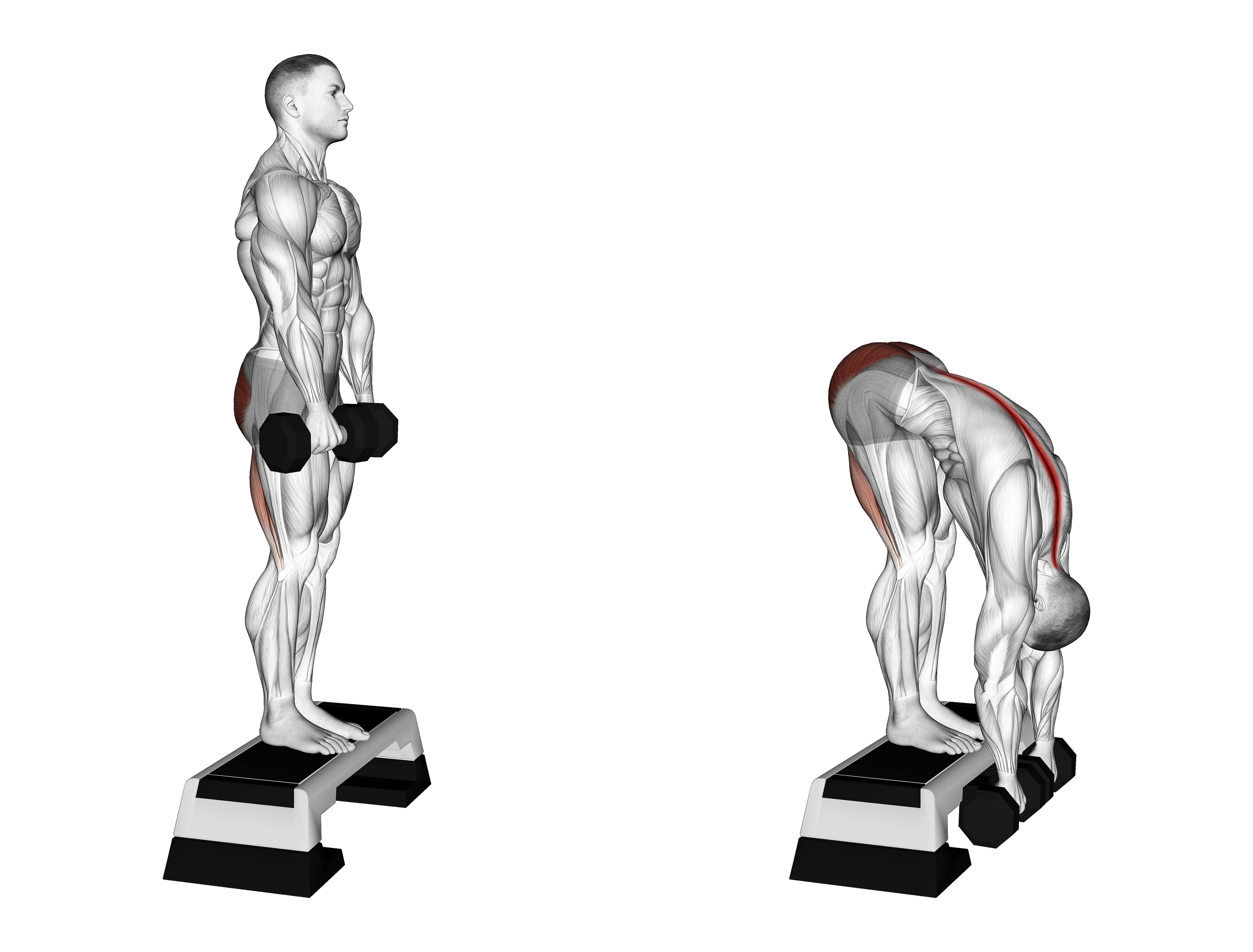 Dumbbell Jefferson Curl