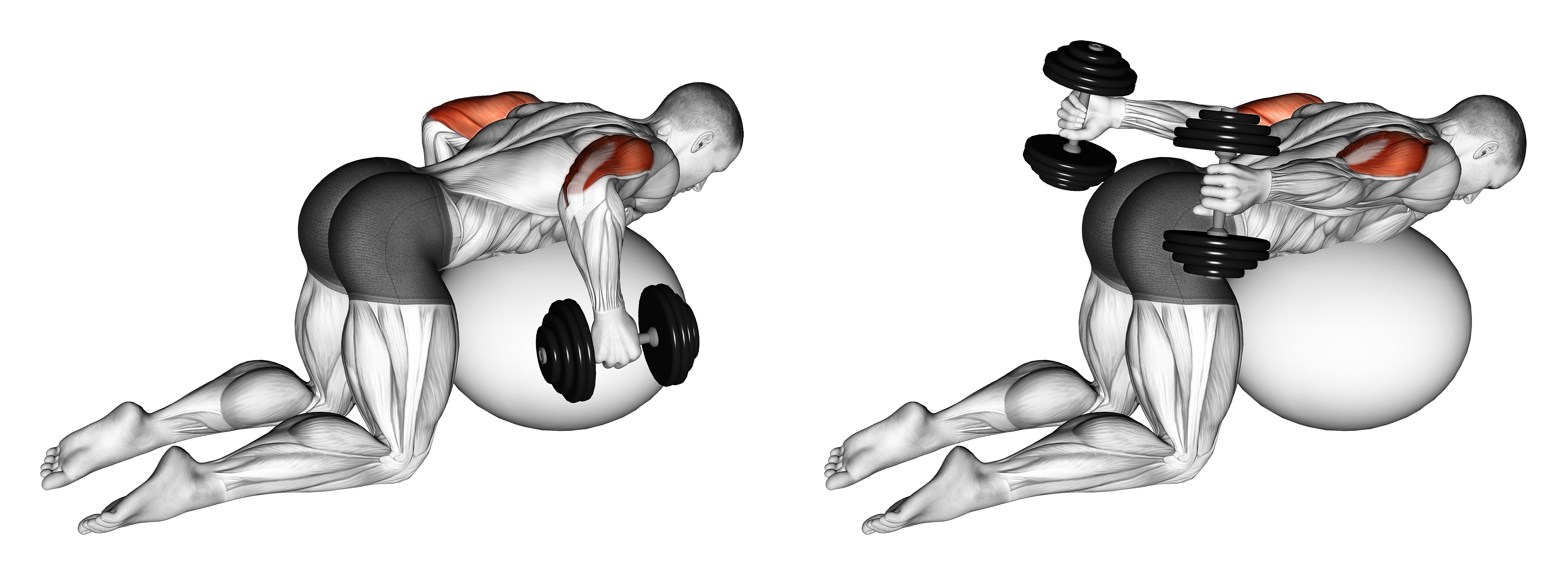 Dumbbell Kickbacks On Exercise Ball