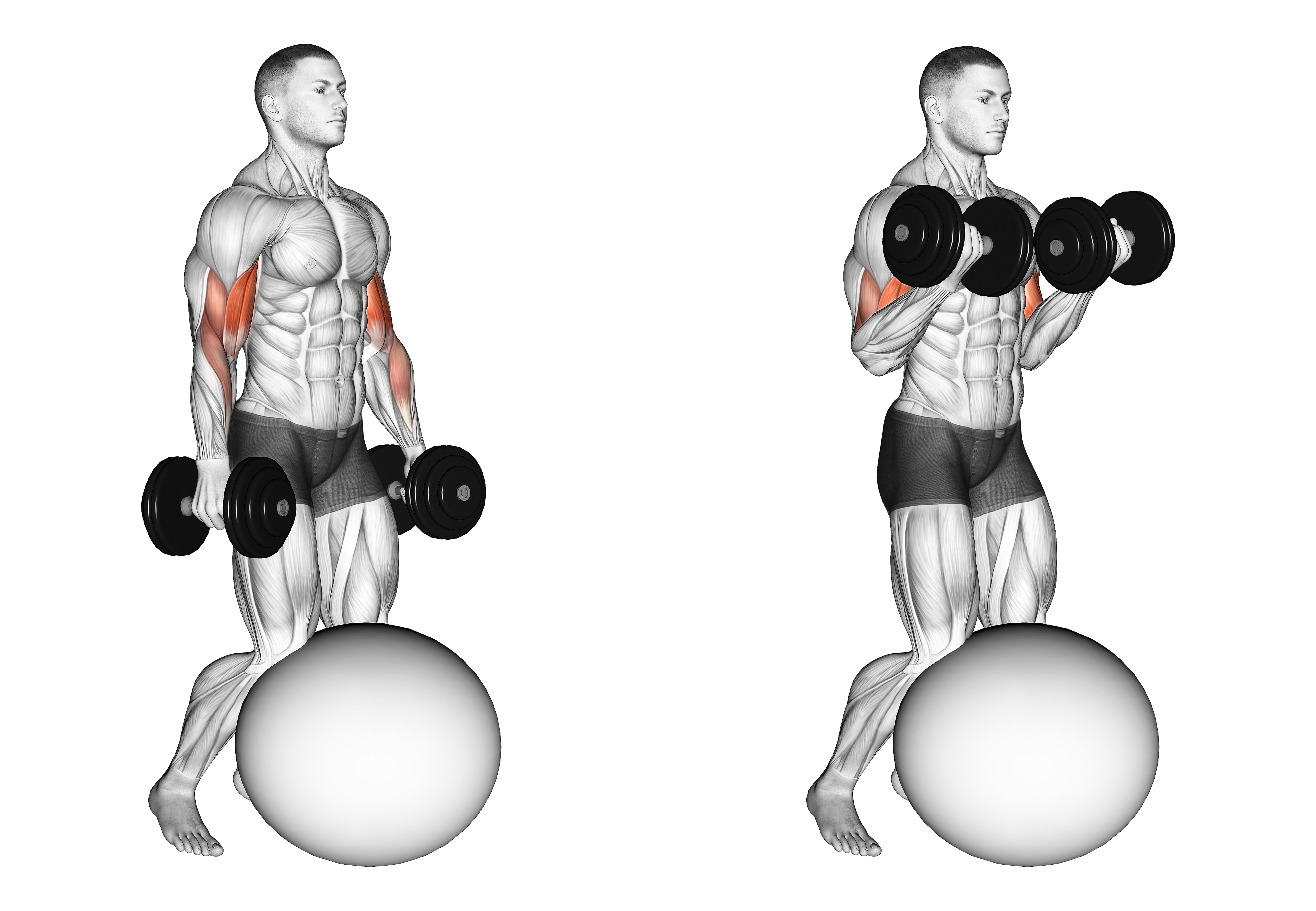 Dumbbell Kneeling Bicep Curl Exercise Ball