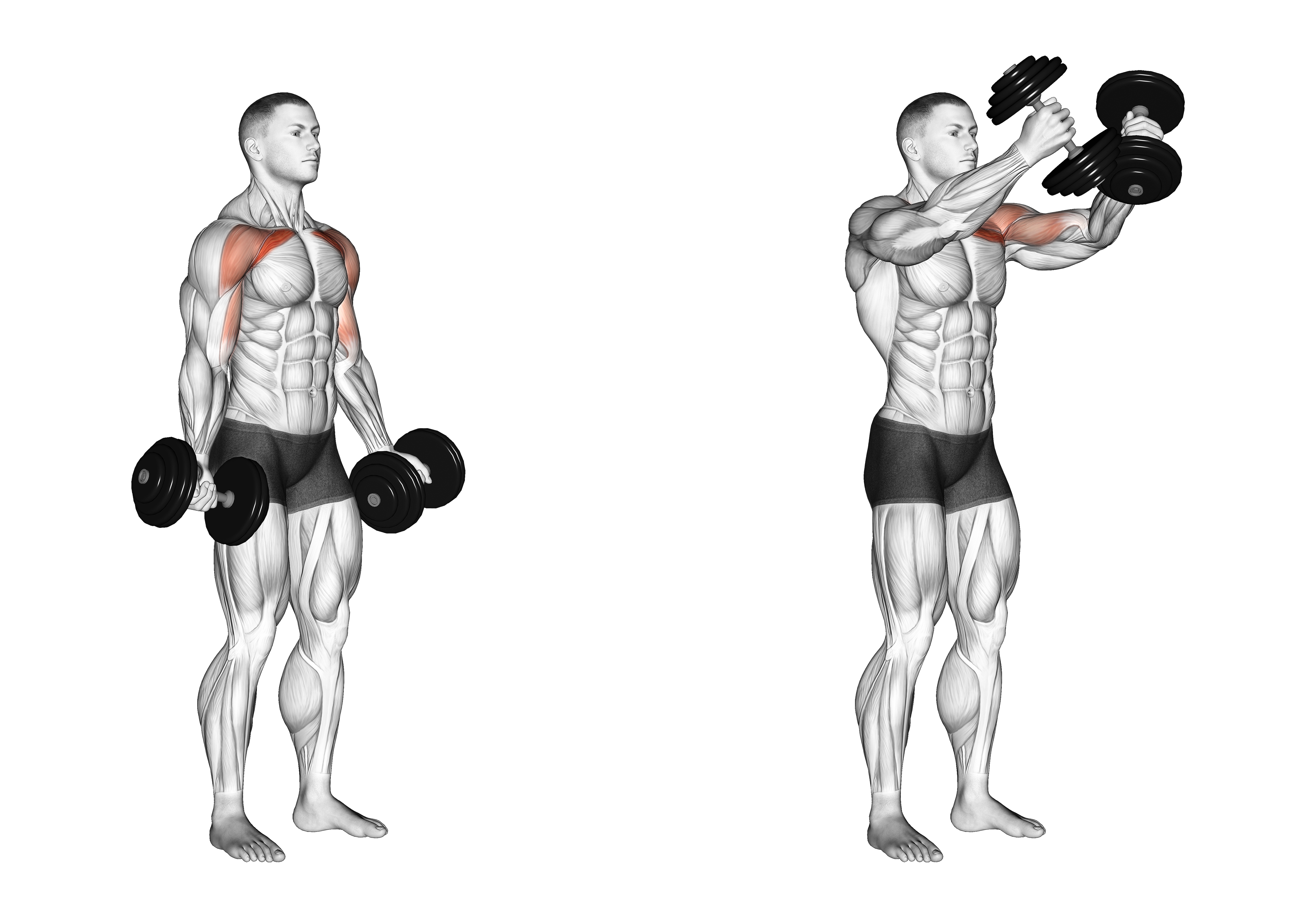 Dumbbell Low Fly
