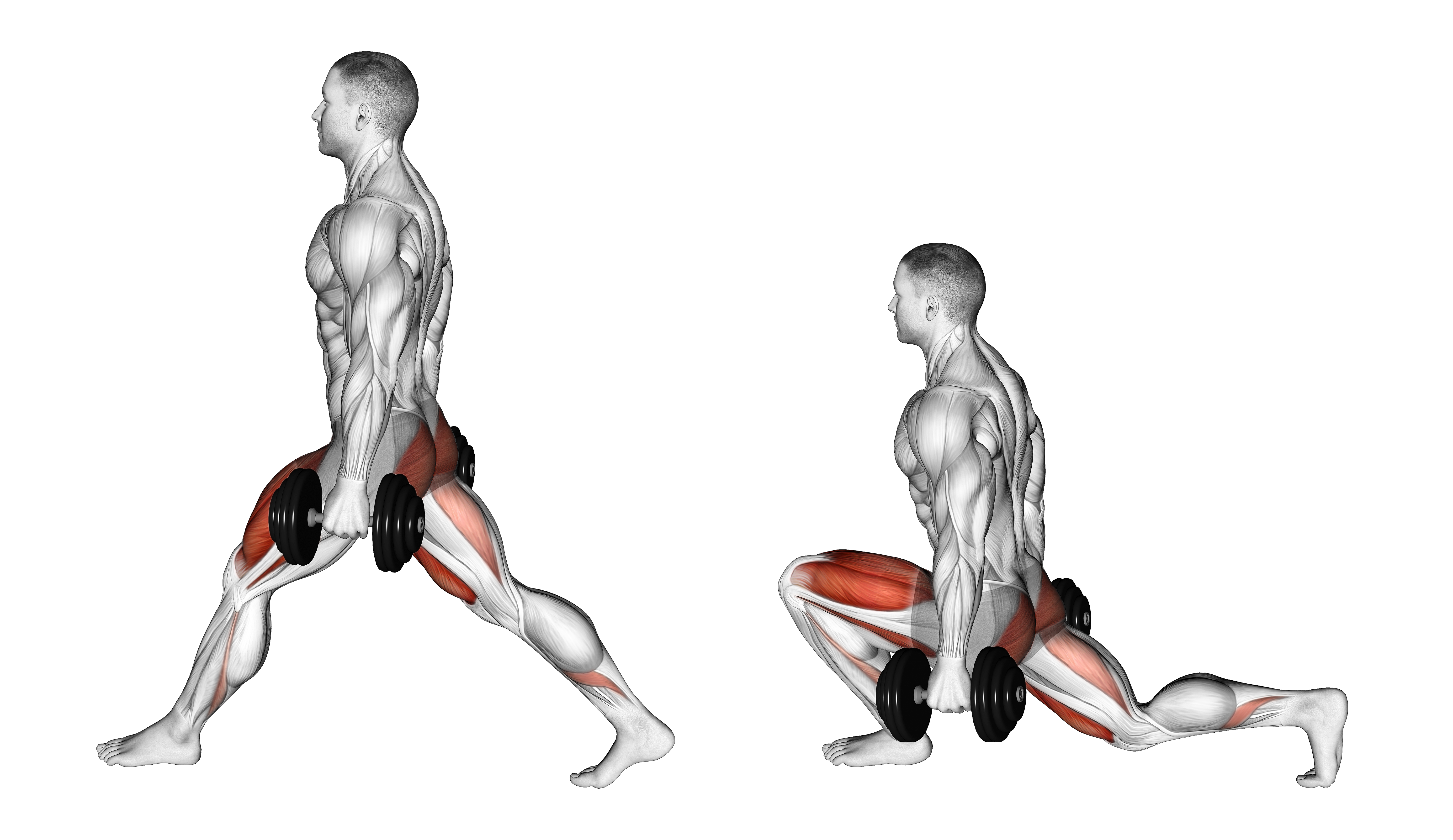 Dumbbell Low Split Squat