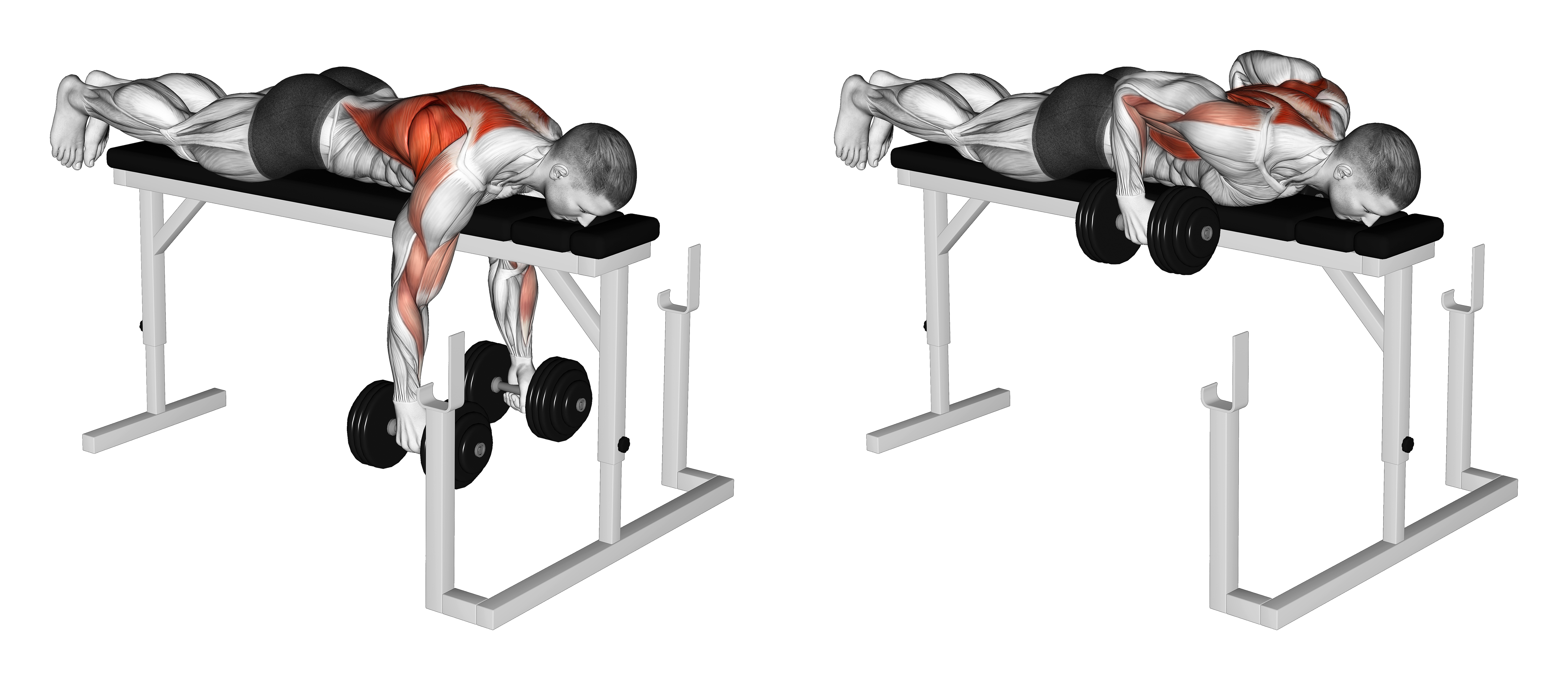 Dumbbell Lying Close Grip Parallel Row On Rack