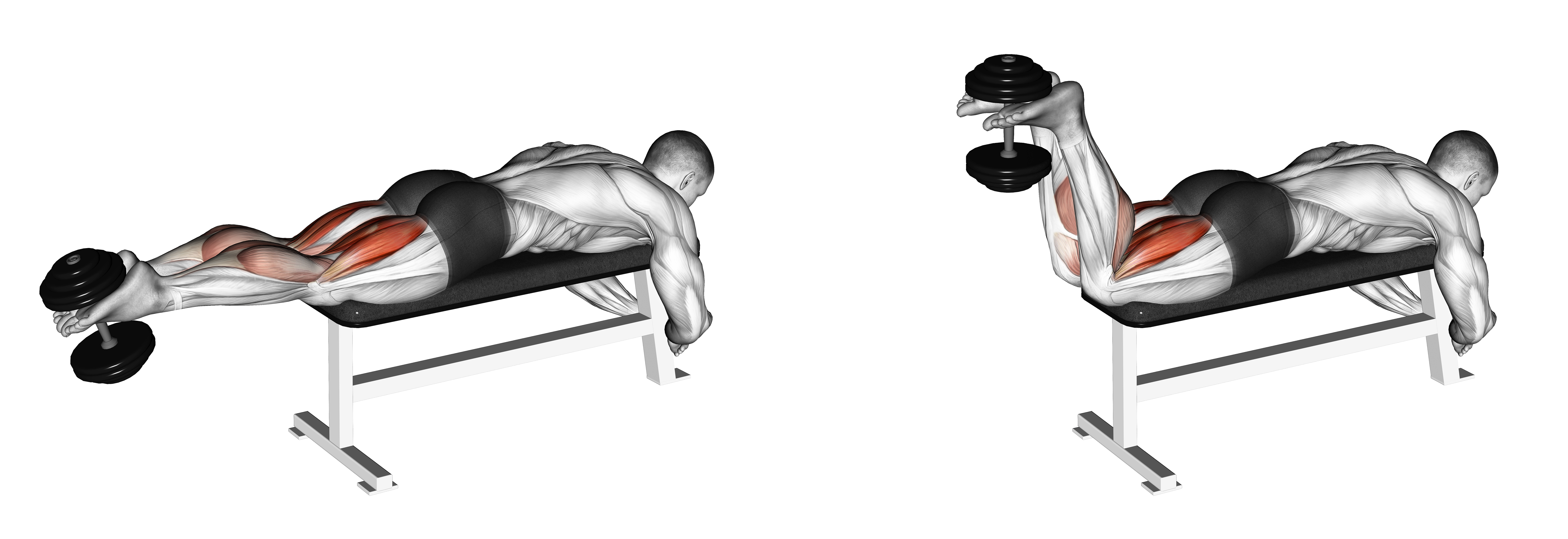 Dumbbell Lying Femoral