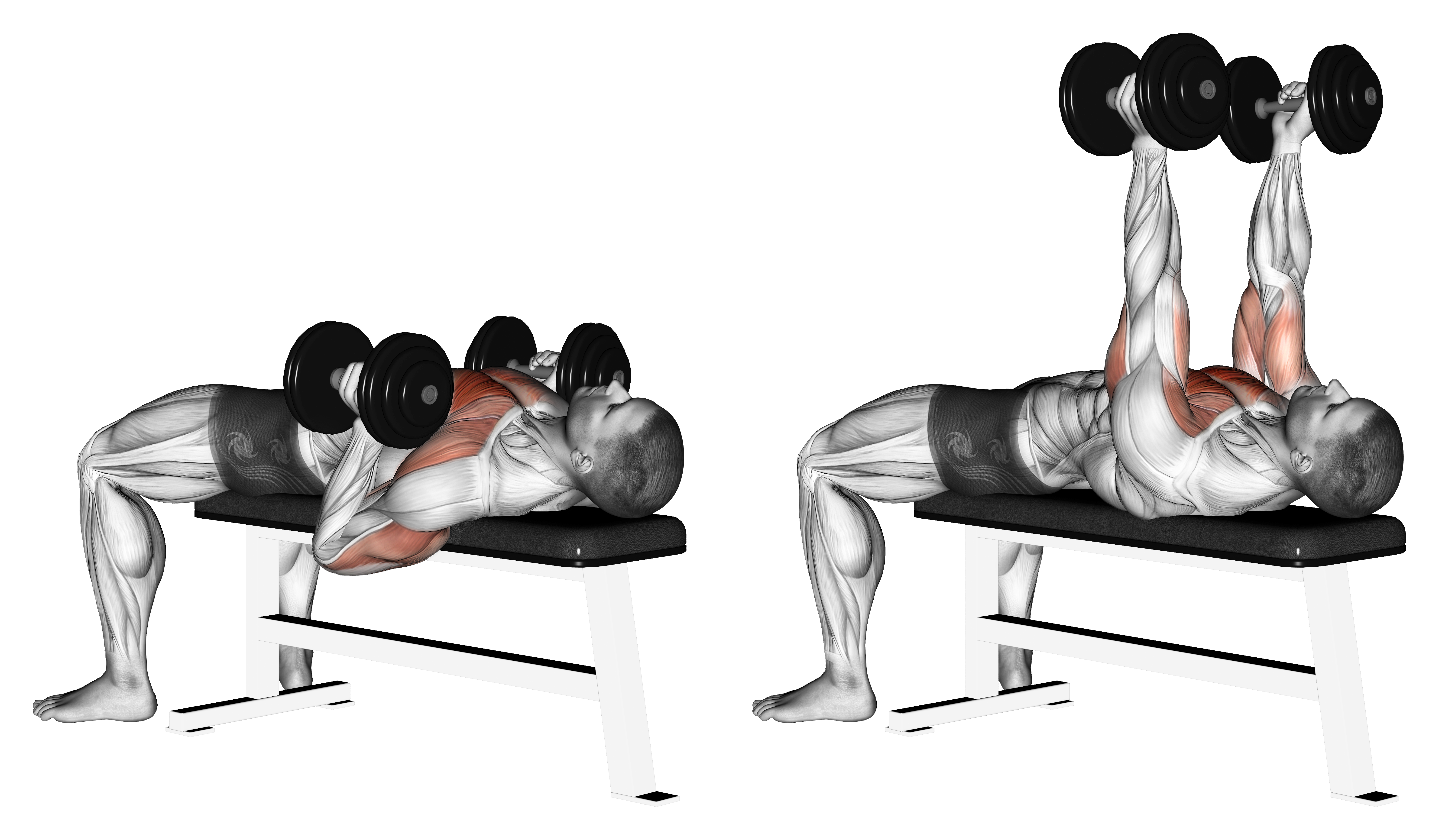Dumbbell Lying Hammer Press (version 2)