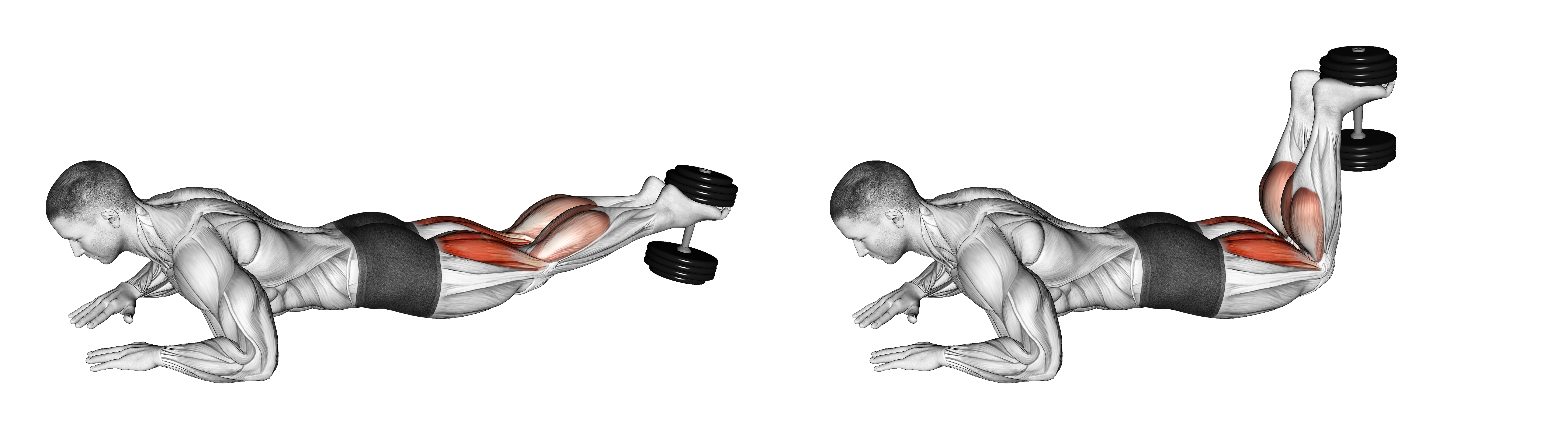 Dumbbell Lying Hamstring Curl