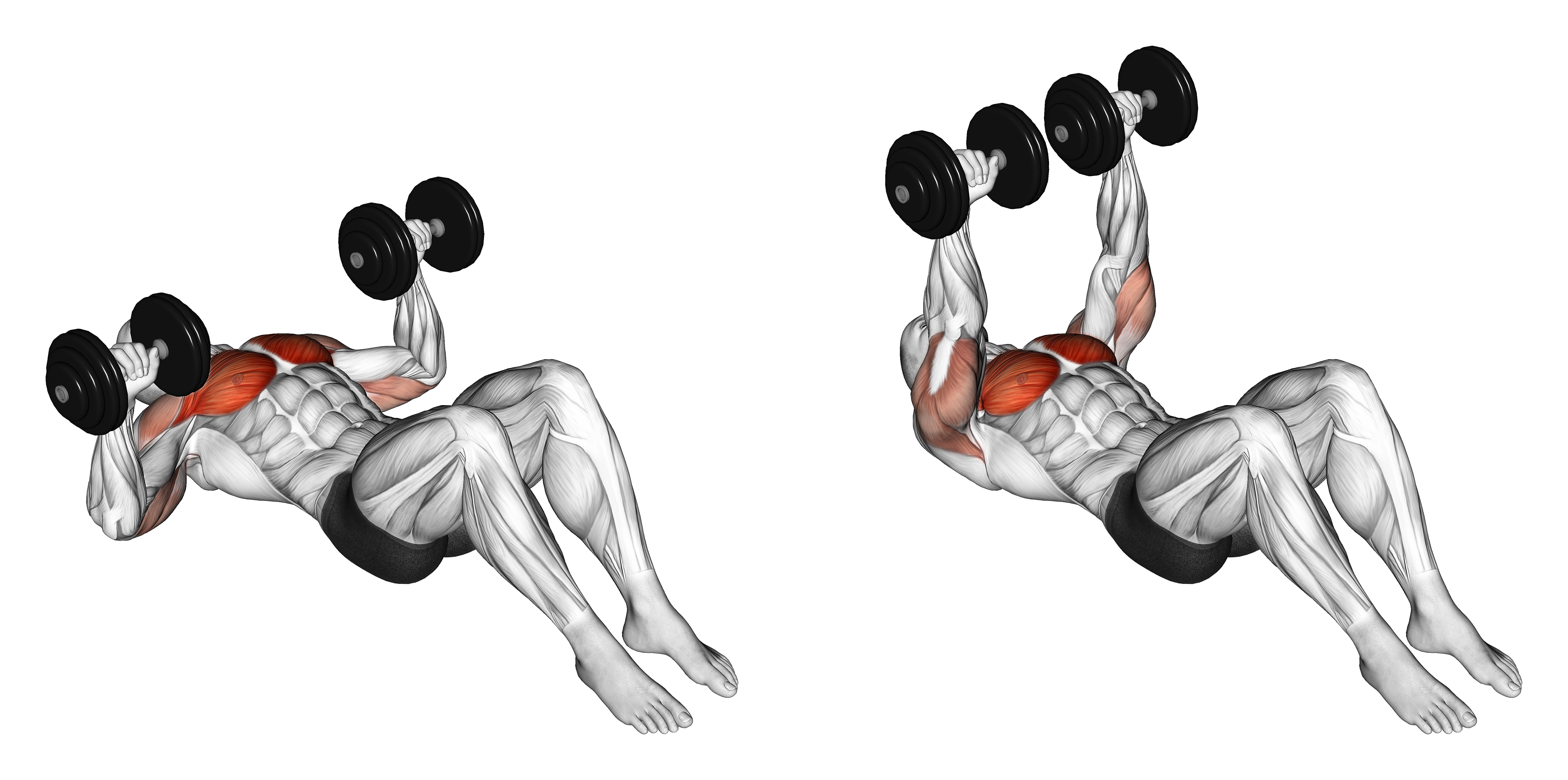 Dumbbell Lying On Floor Chest Press