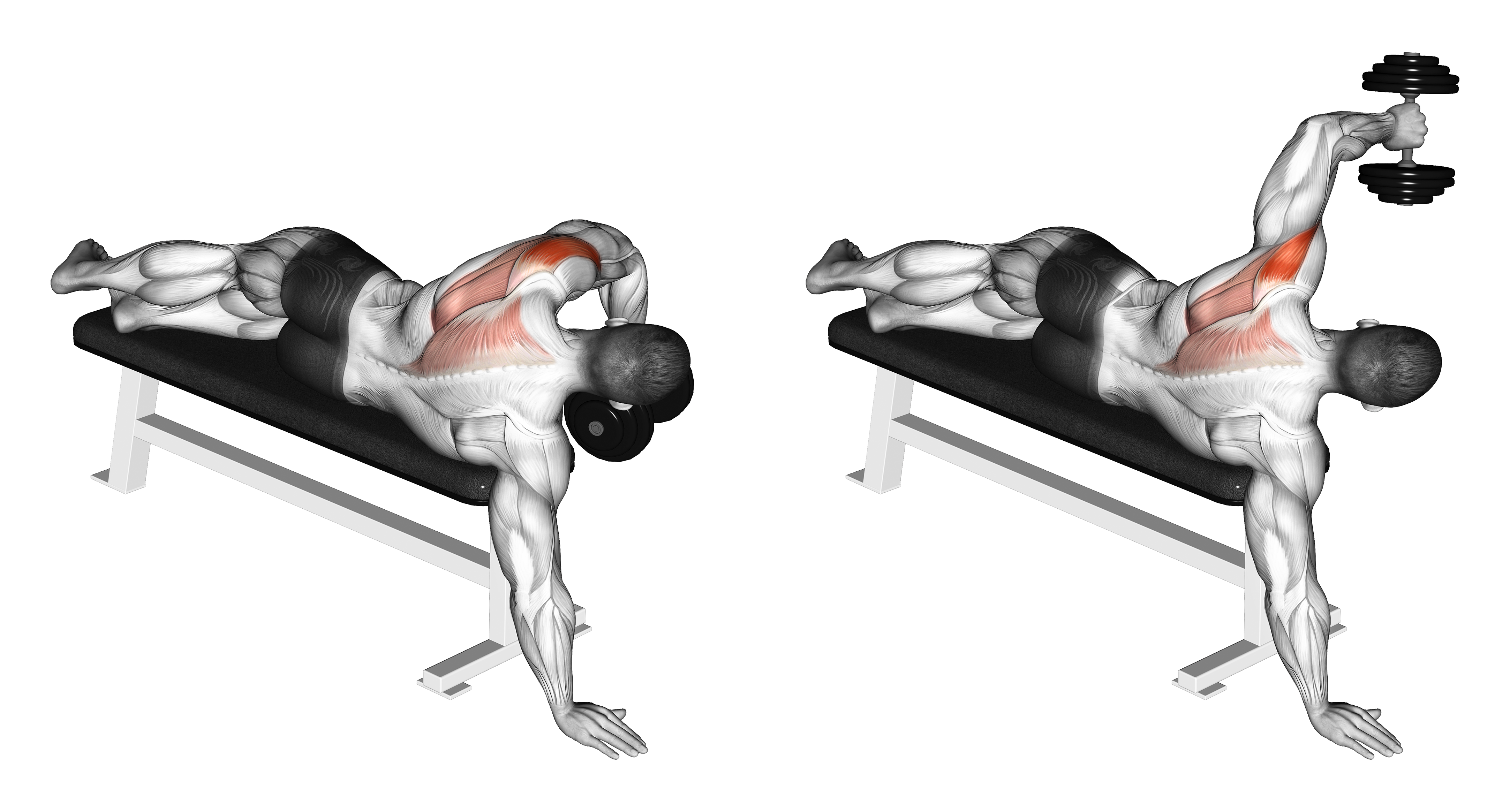 Dumbbell Lying One Arm Deltoid Rear