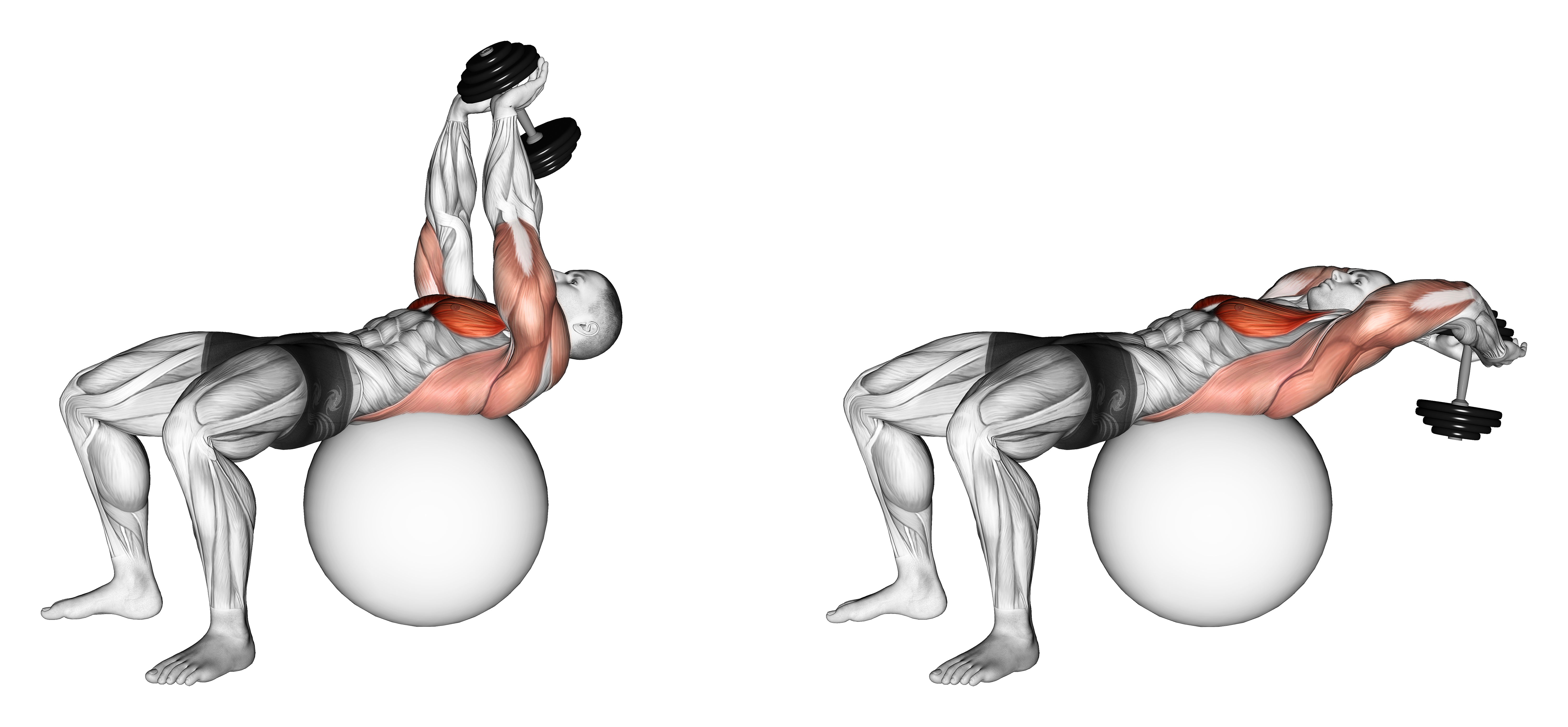 Dumbbell Lying Pullover On Exercise Ball