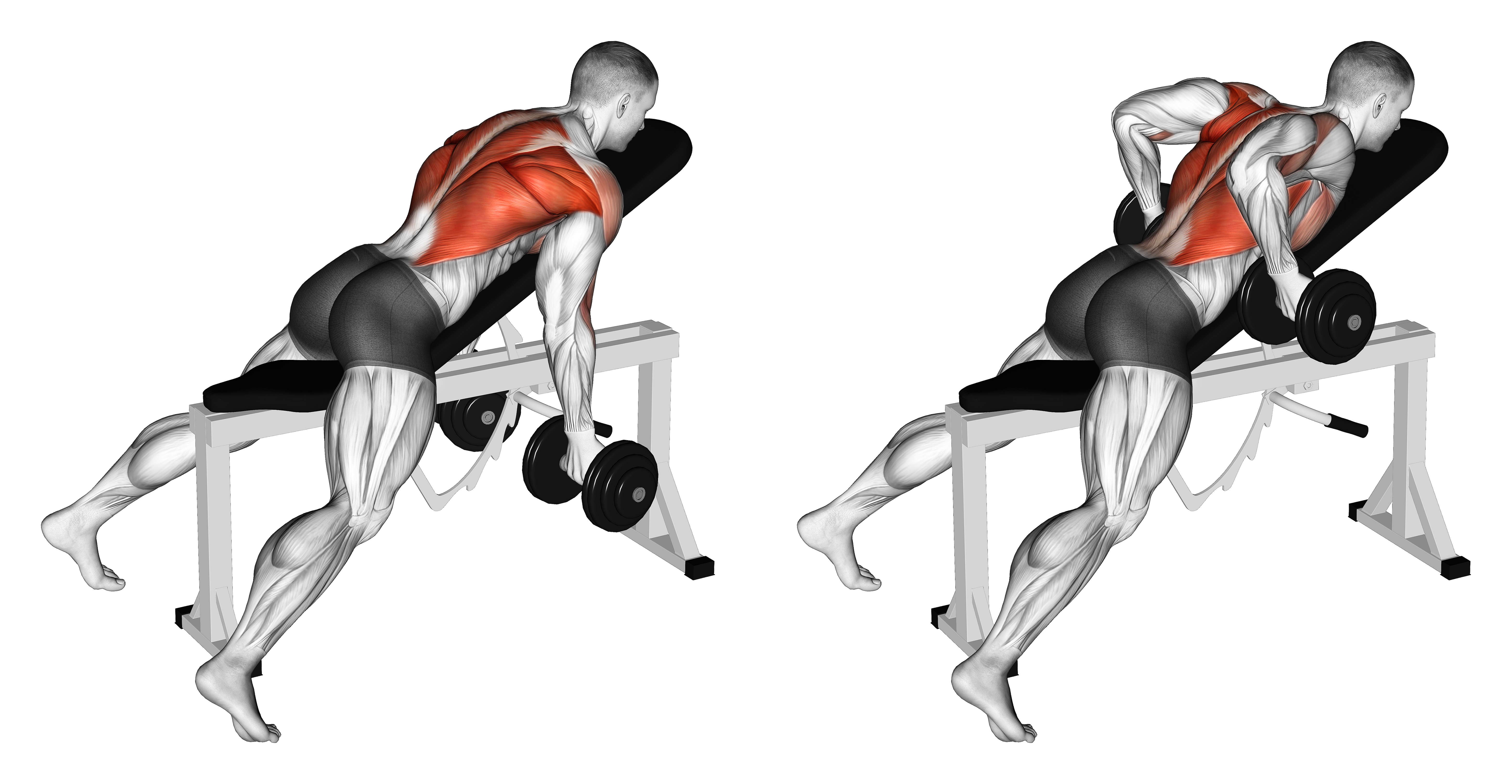 Dumbbell Lying Rear Delt Row