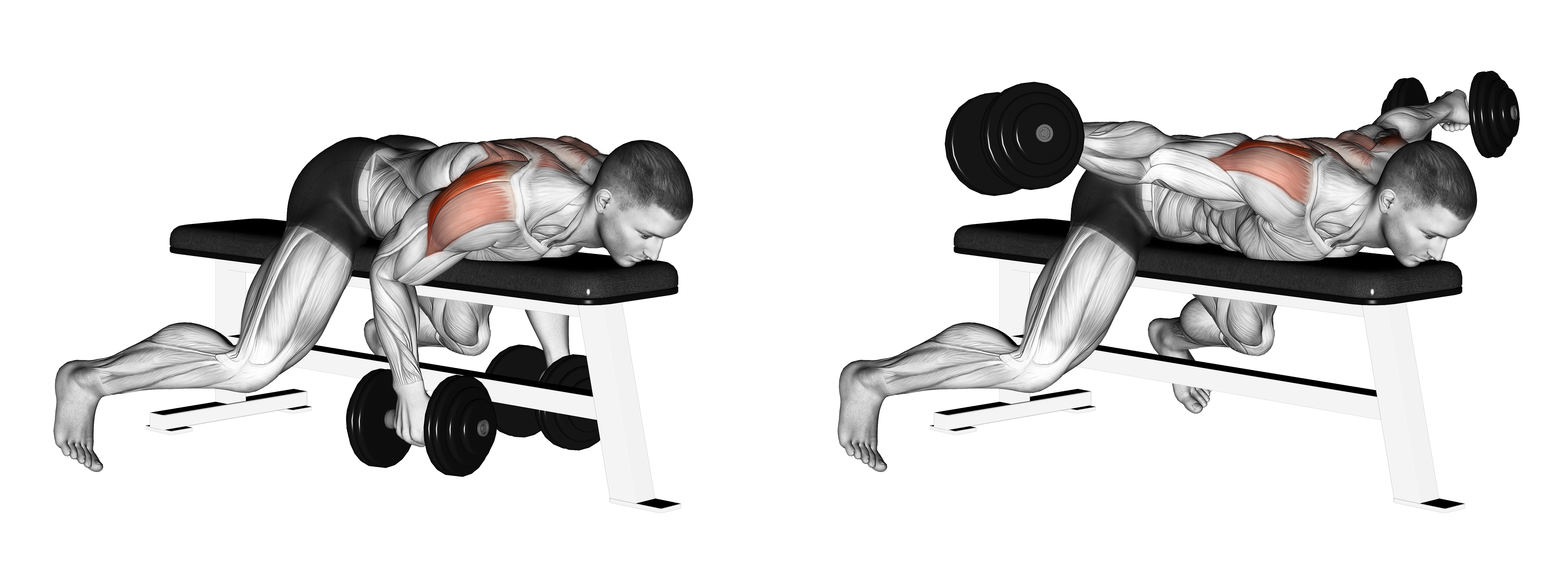 Dumbbell Lying Rear Lateral Raise
