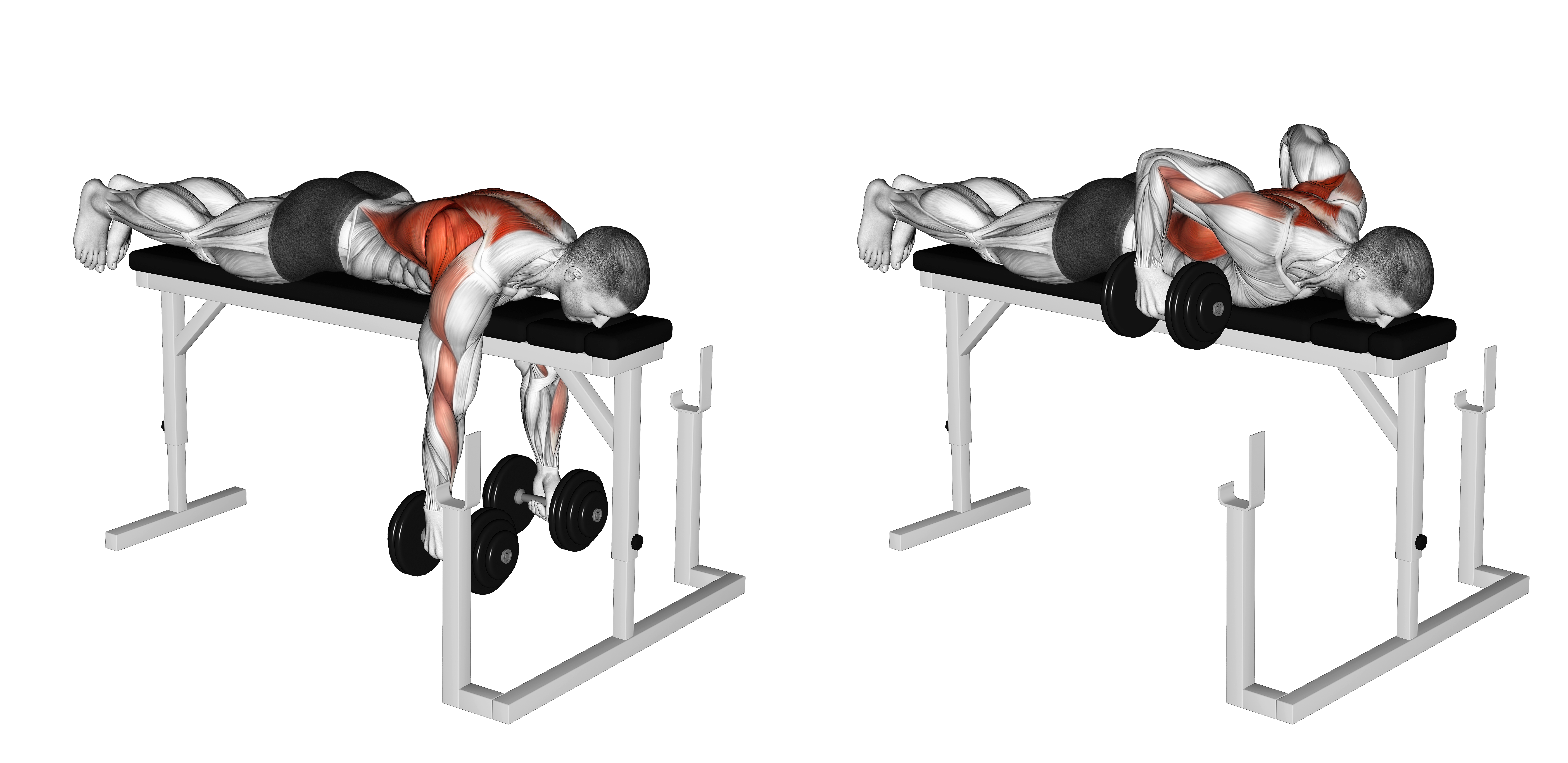 Dumbbell Lying Row On Rack