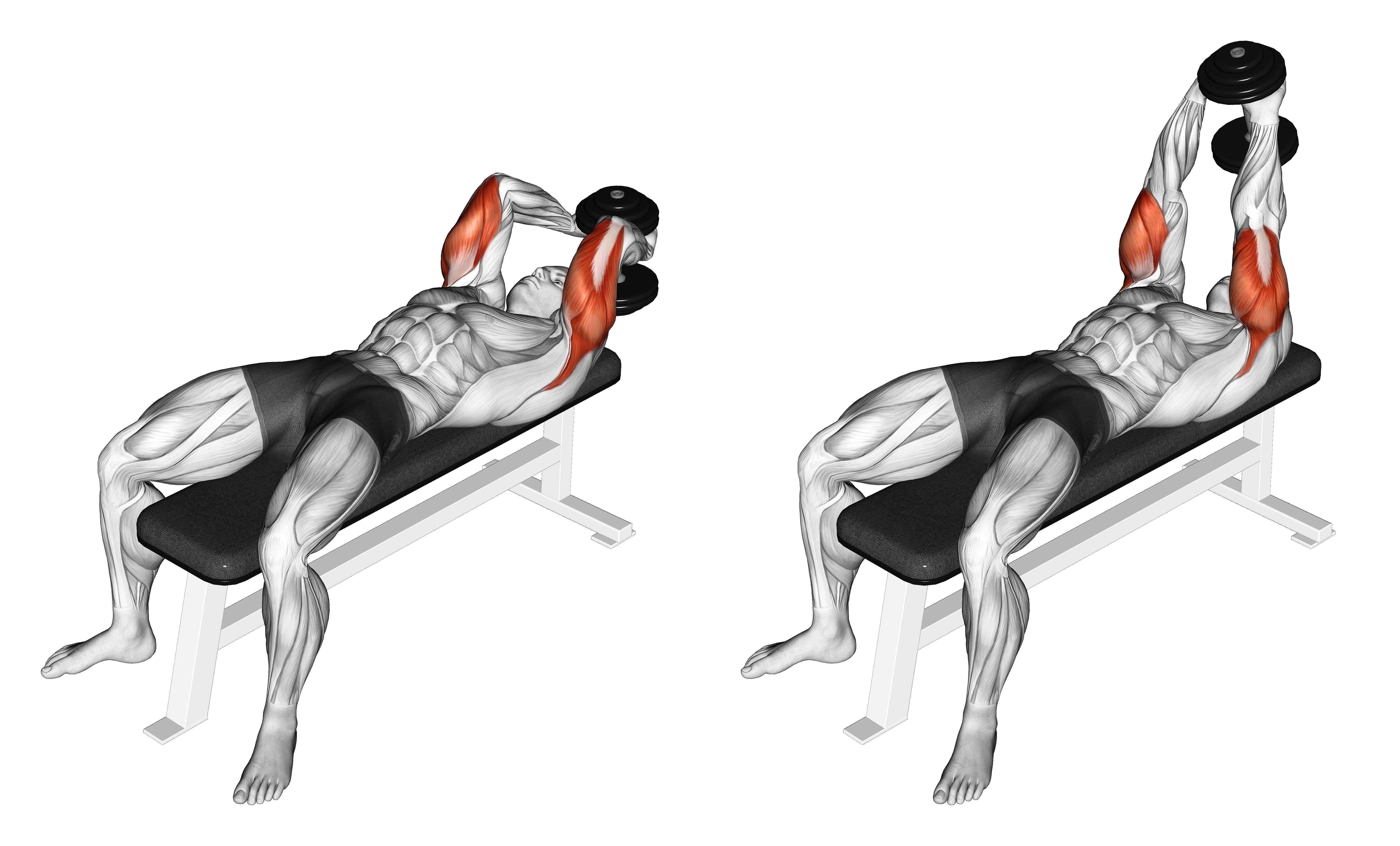 Dumbbell Lying Single Extension