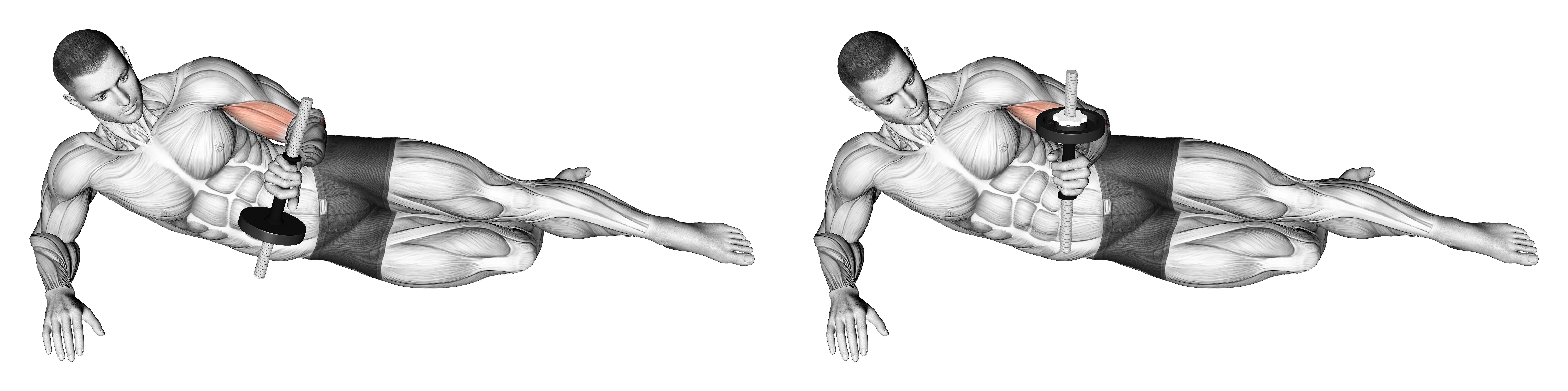Dumbbell Lying Supination On Floor