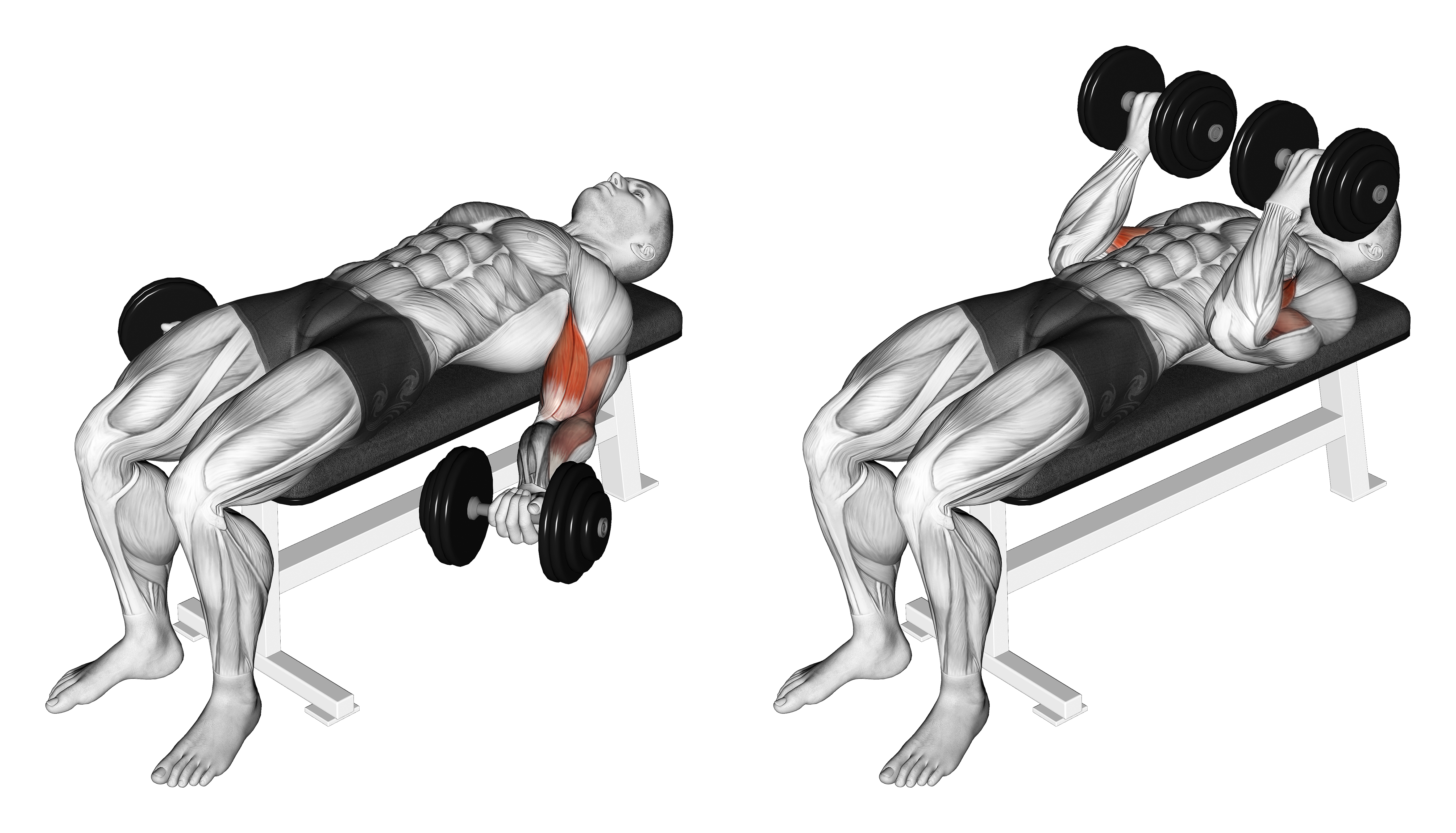 Dumbbell Lying Supine Biceps Curl