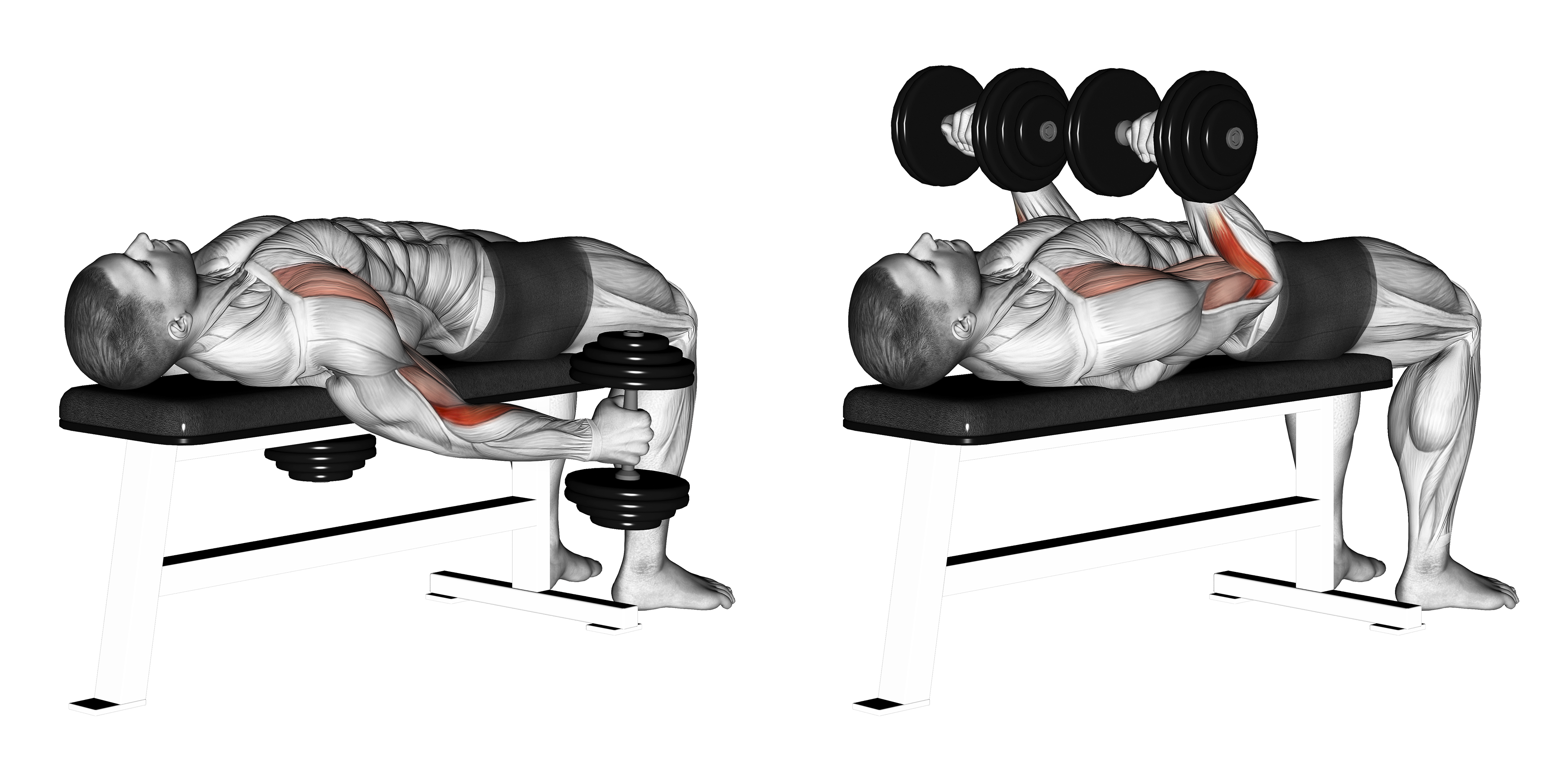 Dumbbell Lying Supine Curl