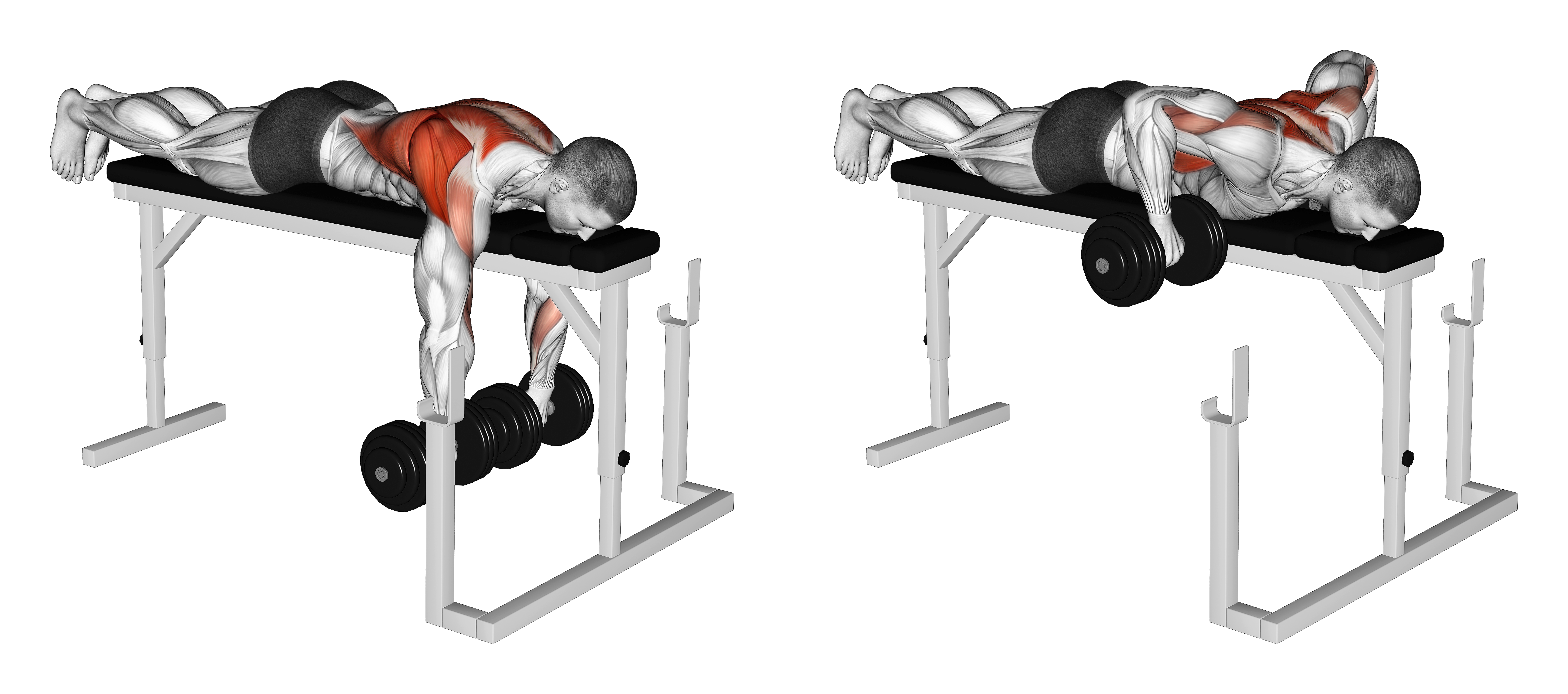 Dumbbell Lying Wide Grip Row On Rack