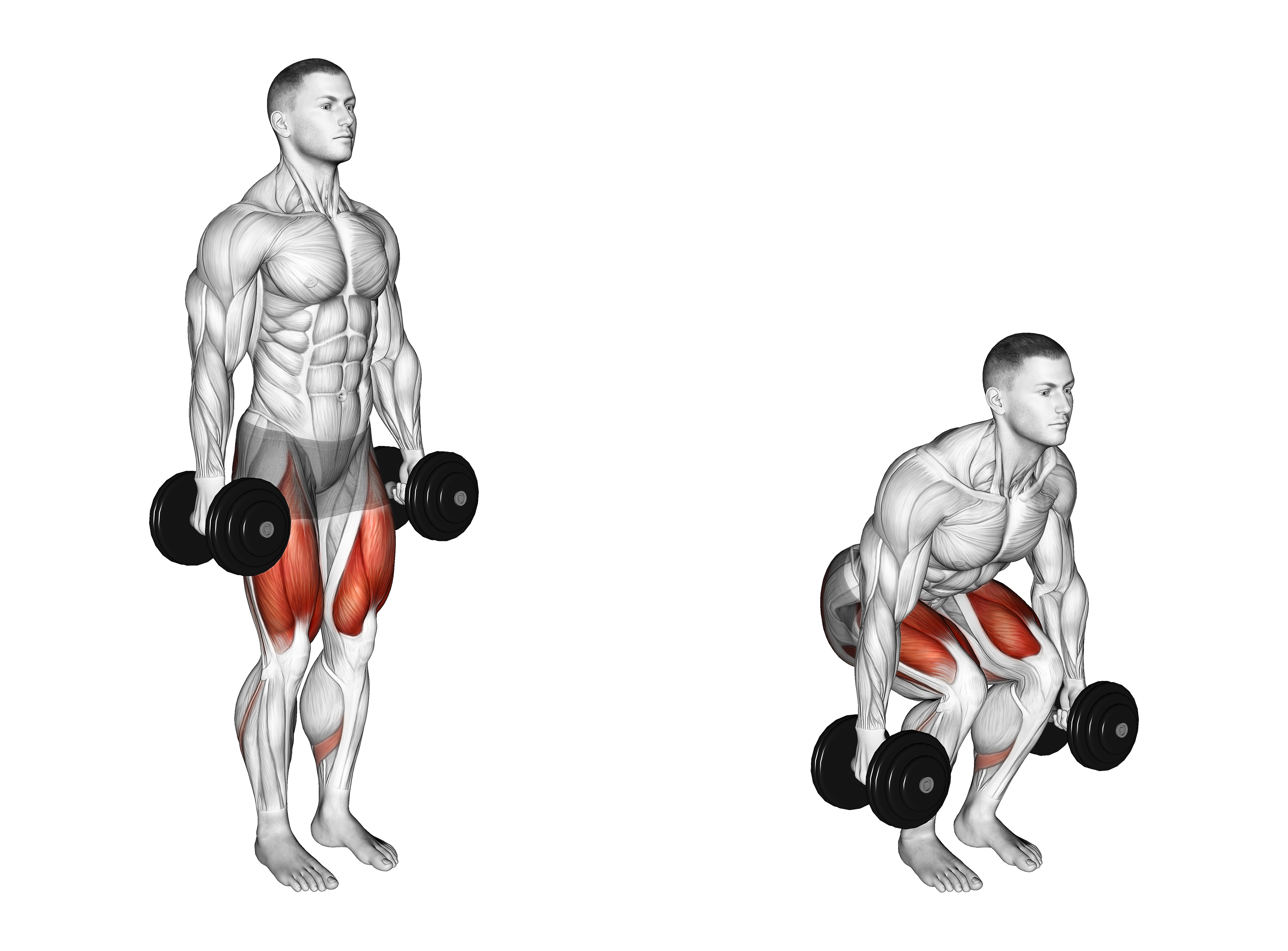 Dumbbell Narrow Stance Squat