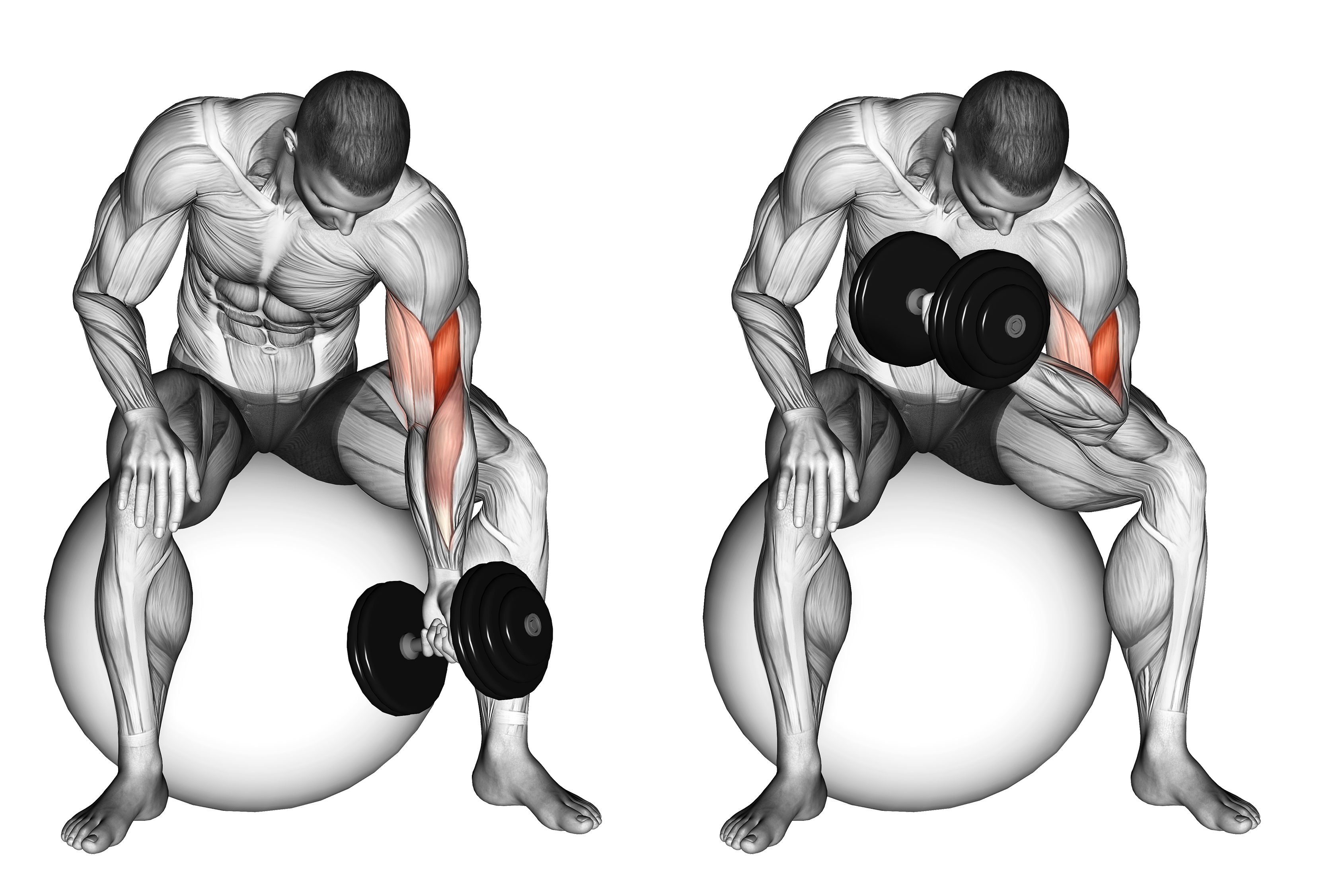 Dumbbell One Arm Concetration Curl (on Stability Ball)