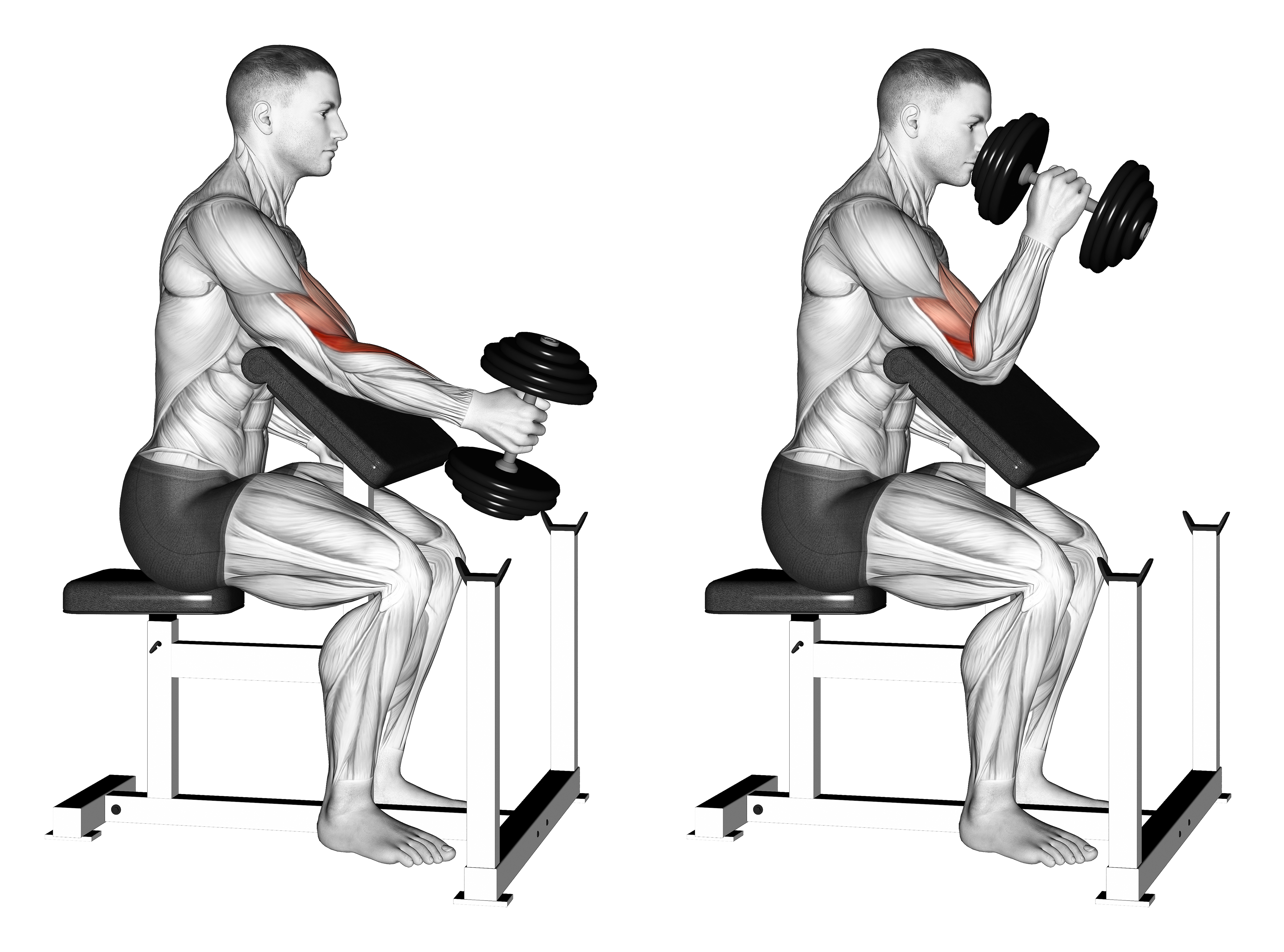 Dumbbell One Arm Hammer Preacher Curl