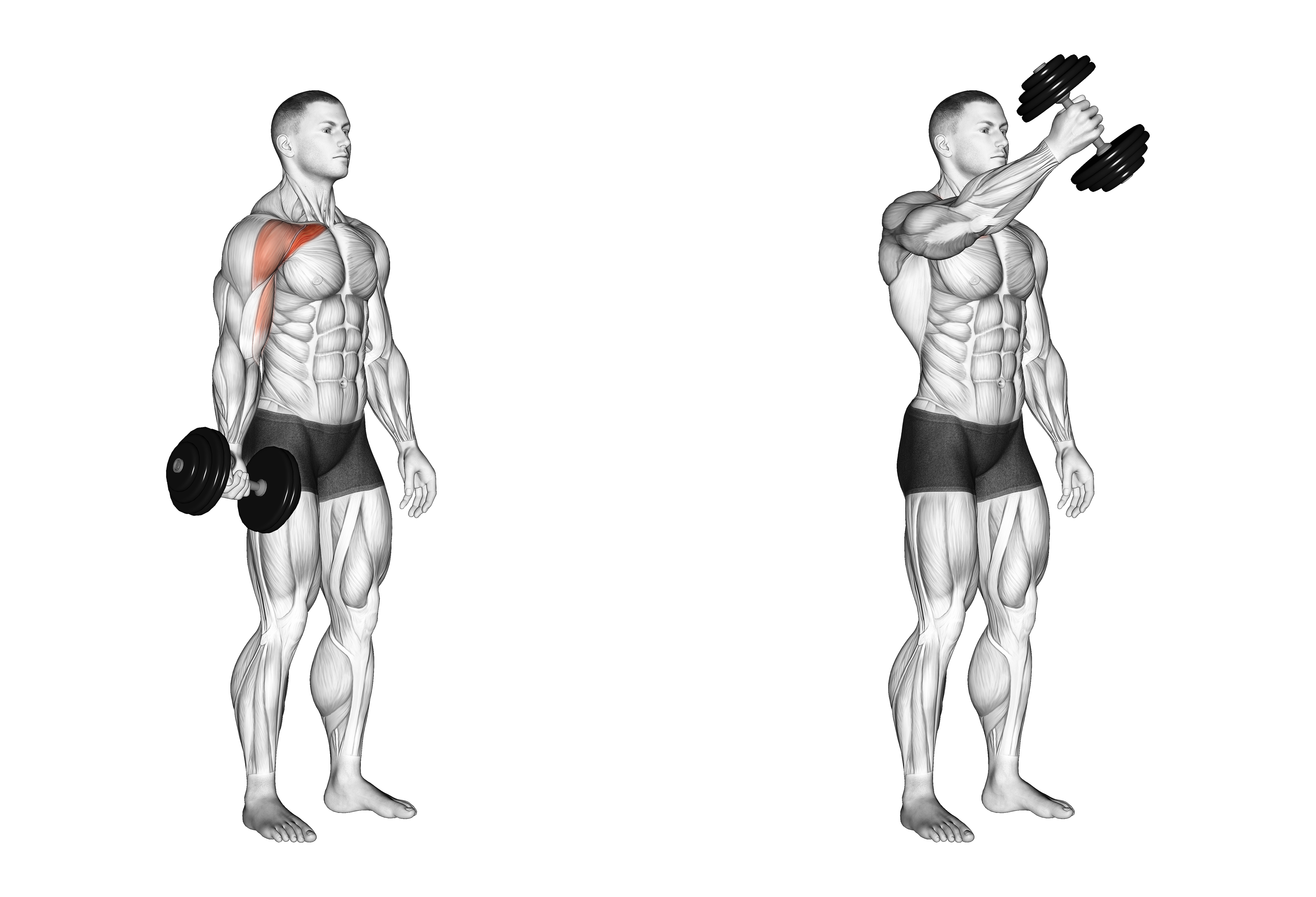 Dumbbell One Arm Low Fly