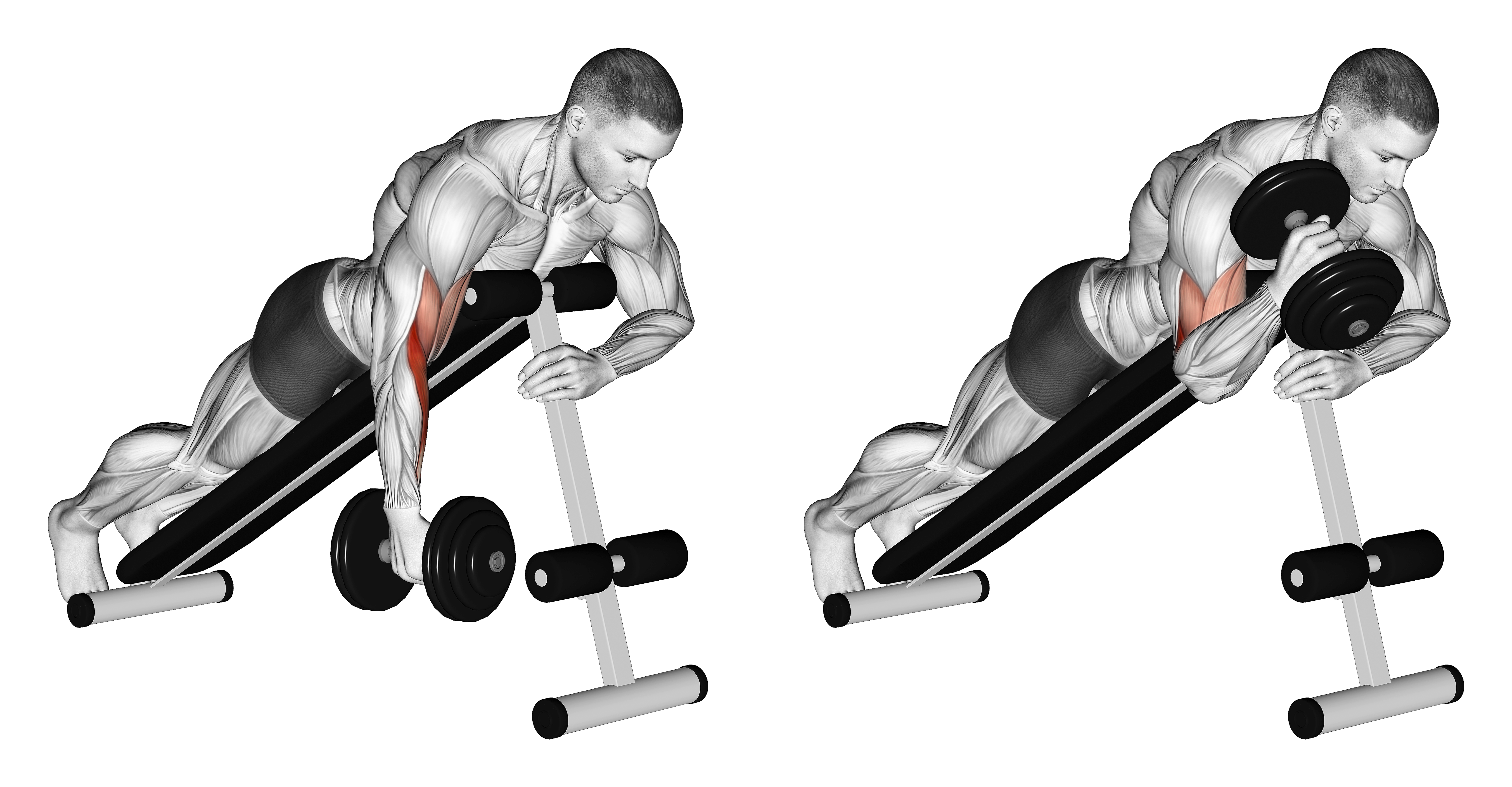 Dumbbell One Arm Prone Hammer Curl