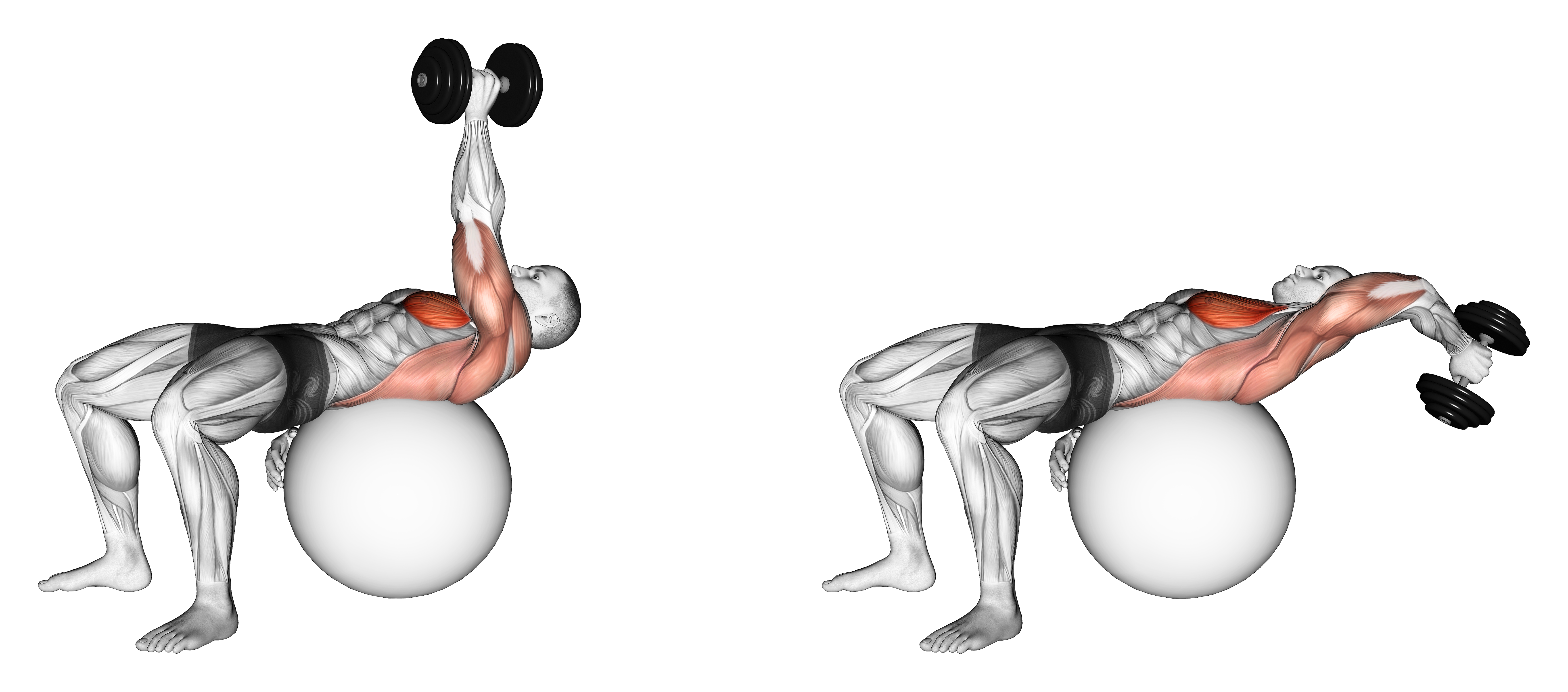 Dumbbell One Arm Pullover On Exercise Ball