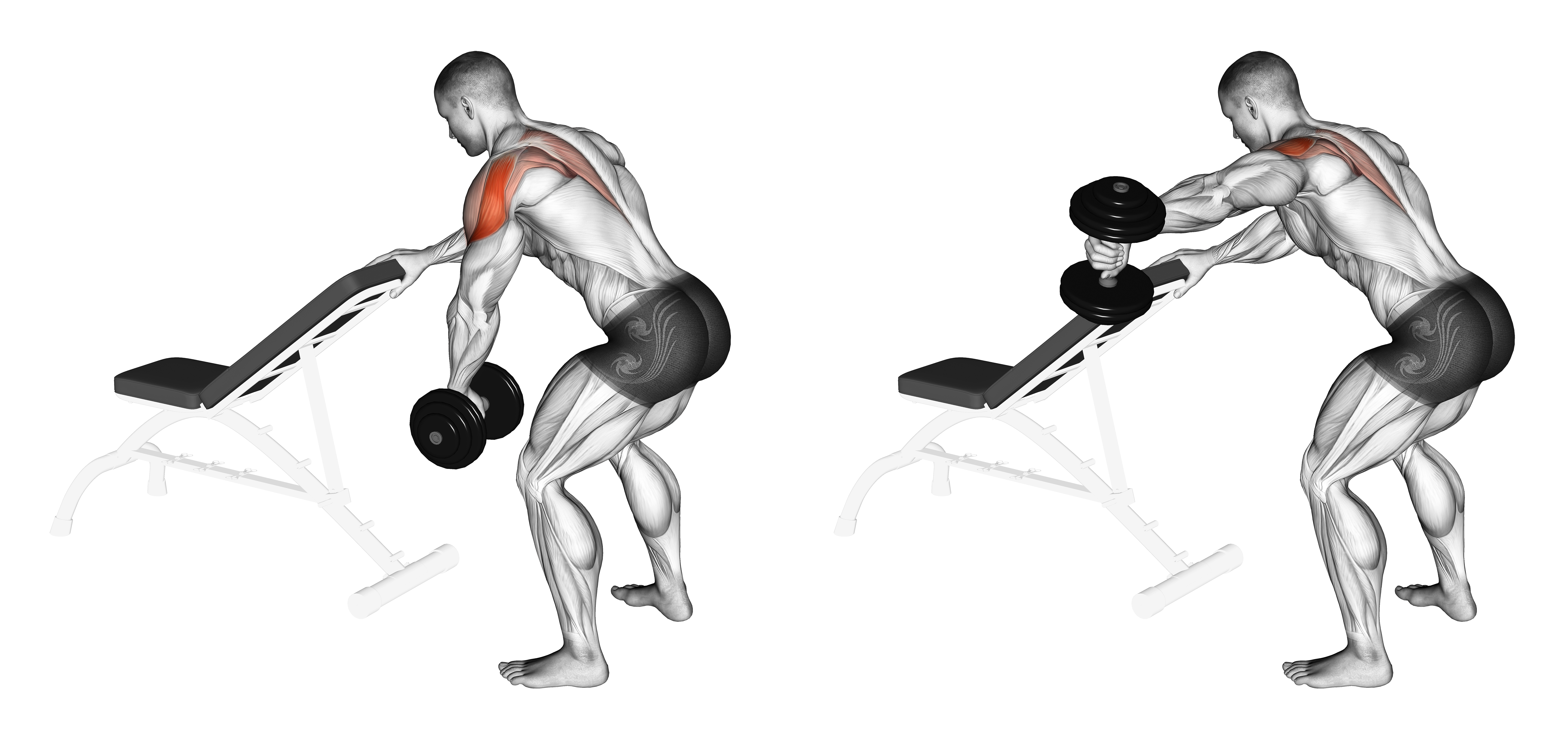 Dumbbell One Arm Reverse Fly (with Support)