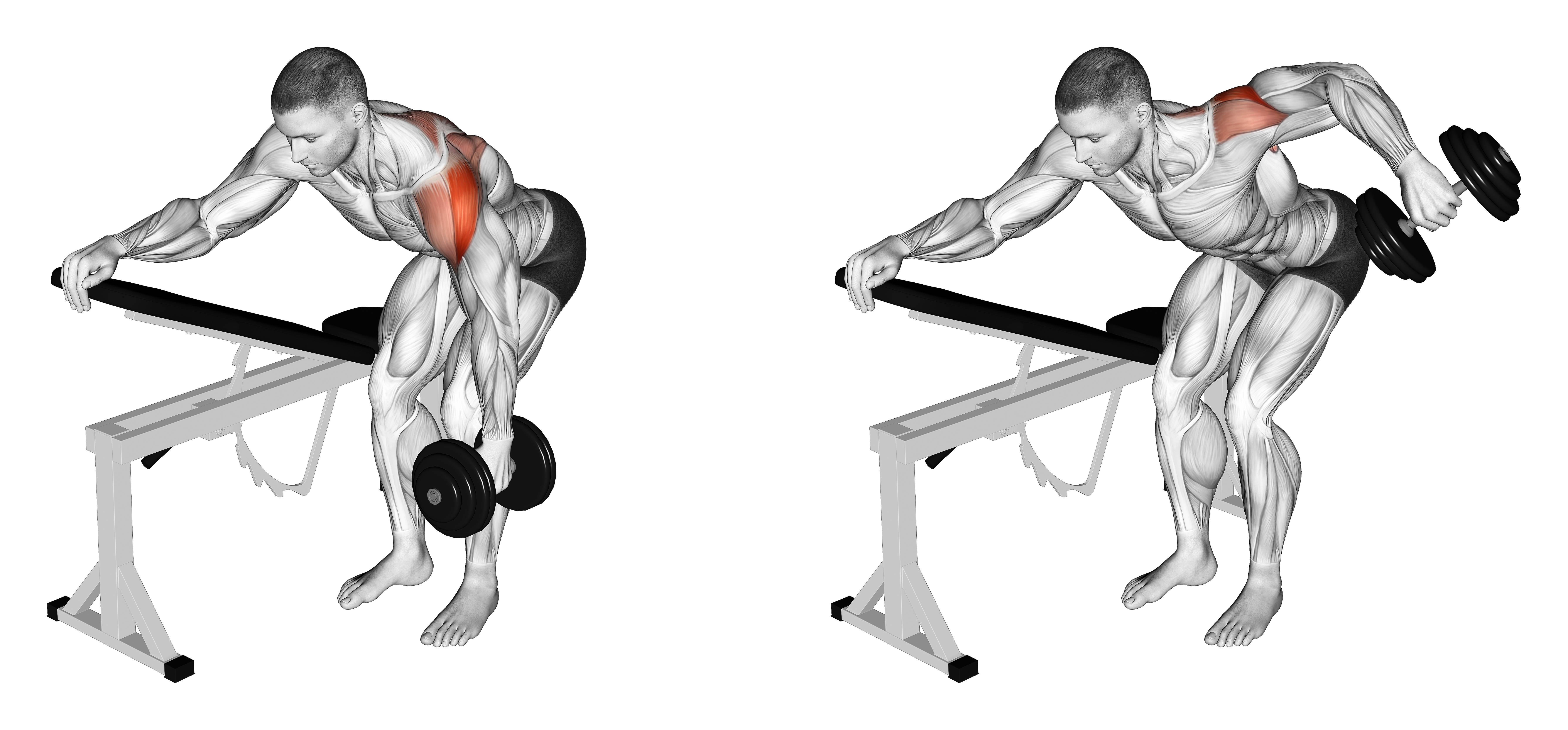 Dumbbell One Arm Reverse Fly (with Support) (version 2)