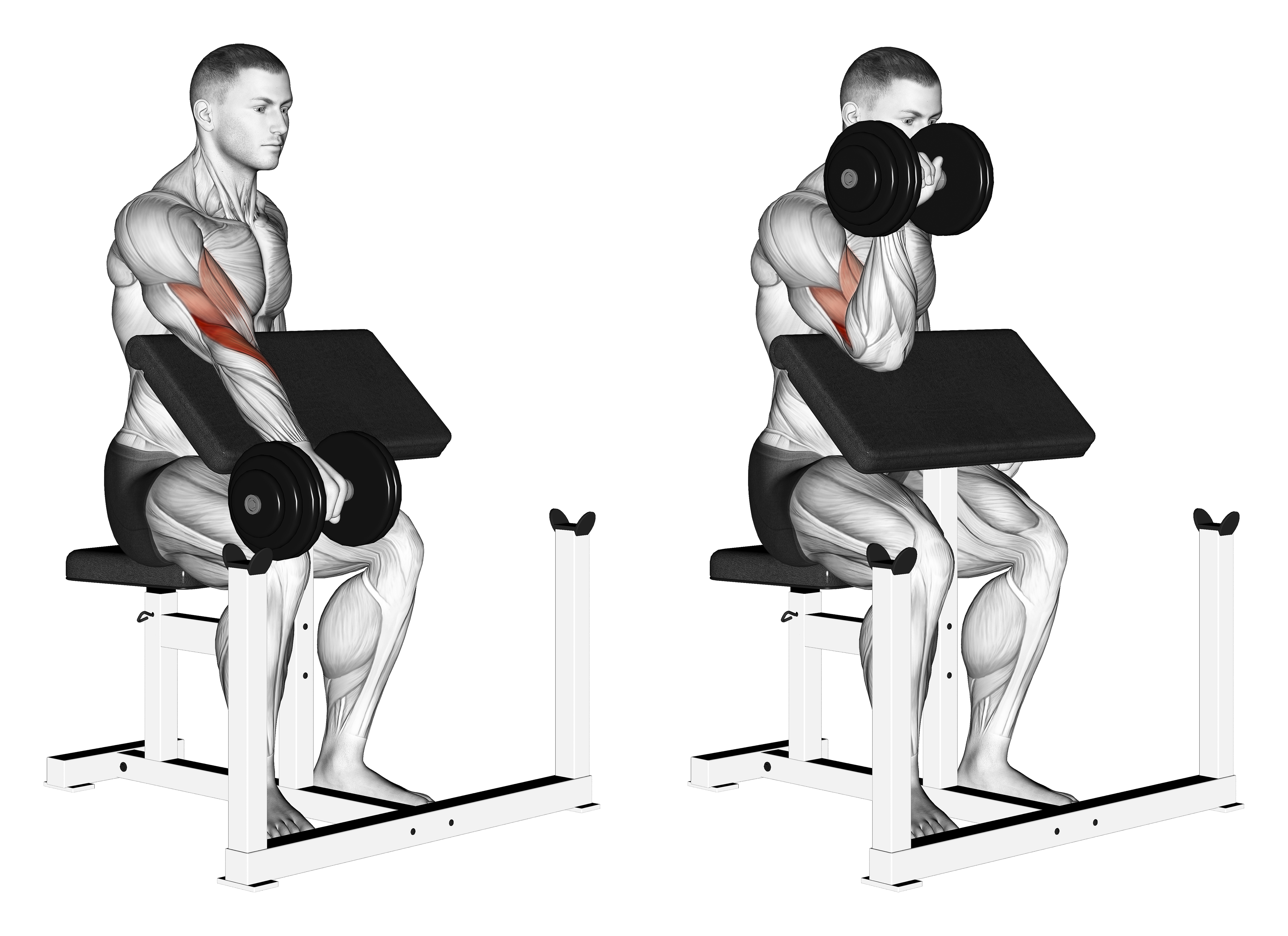 Dumbbell One Arm Reverse Preacher Curl