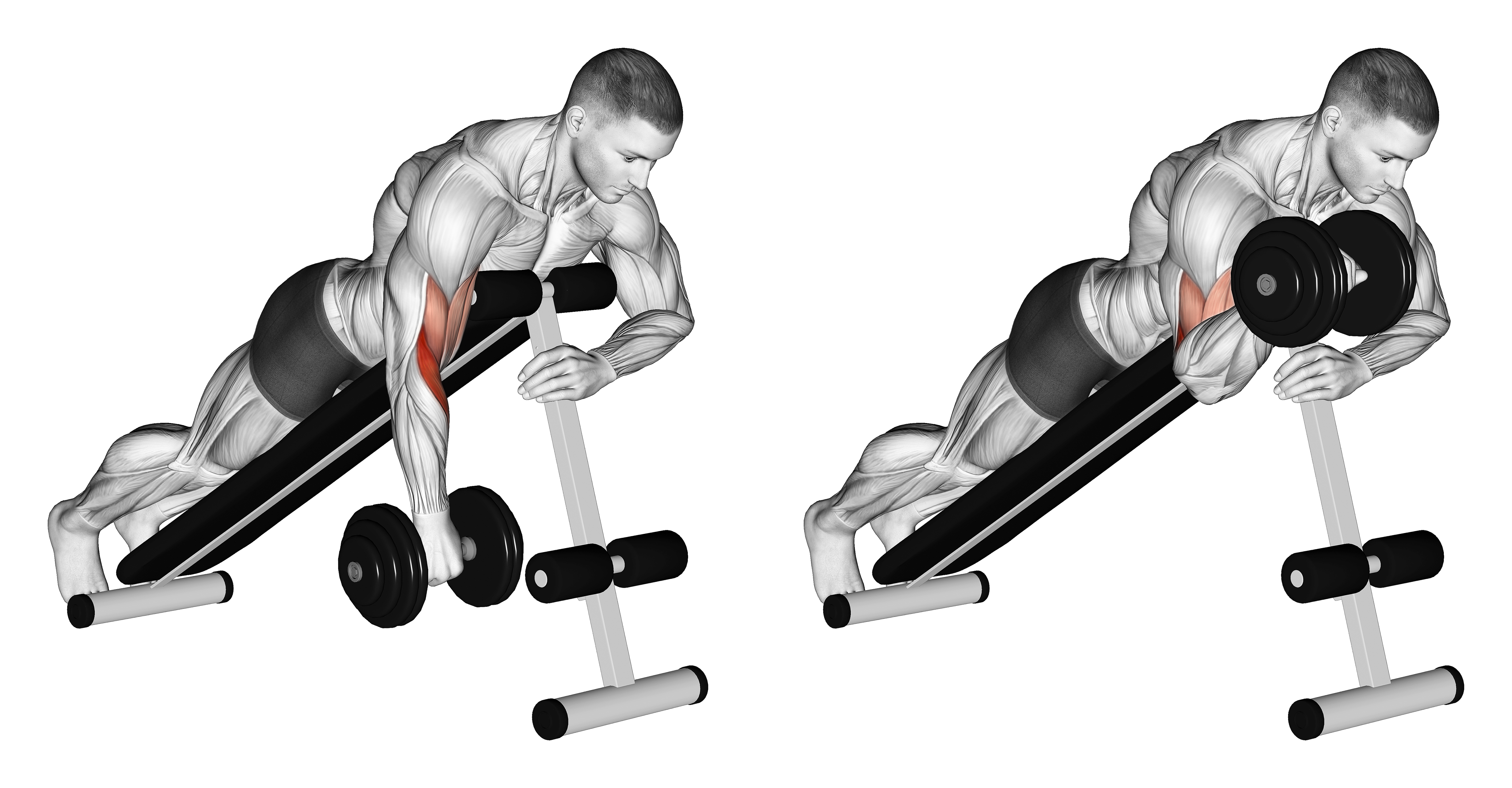 Dumbbell One Arm Reverse Spider Curl