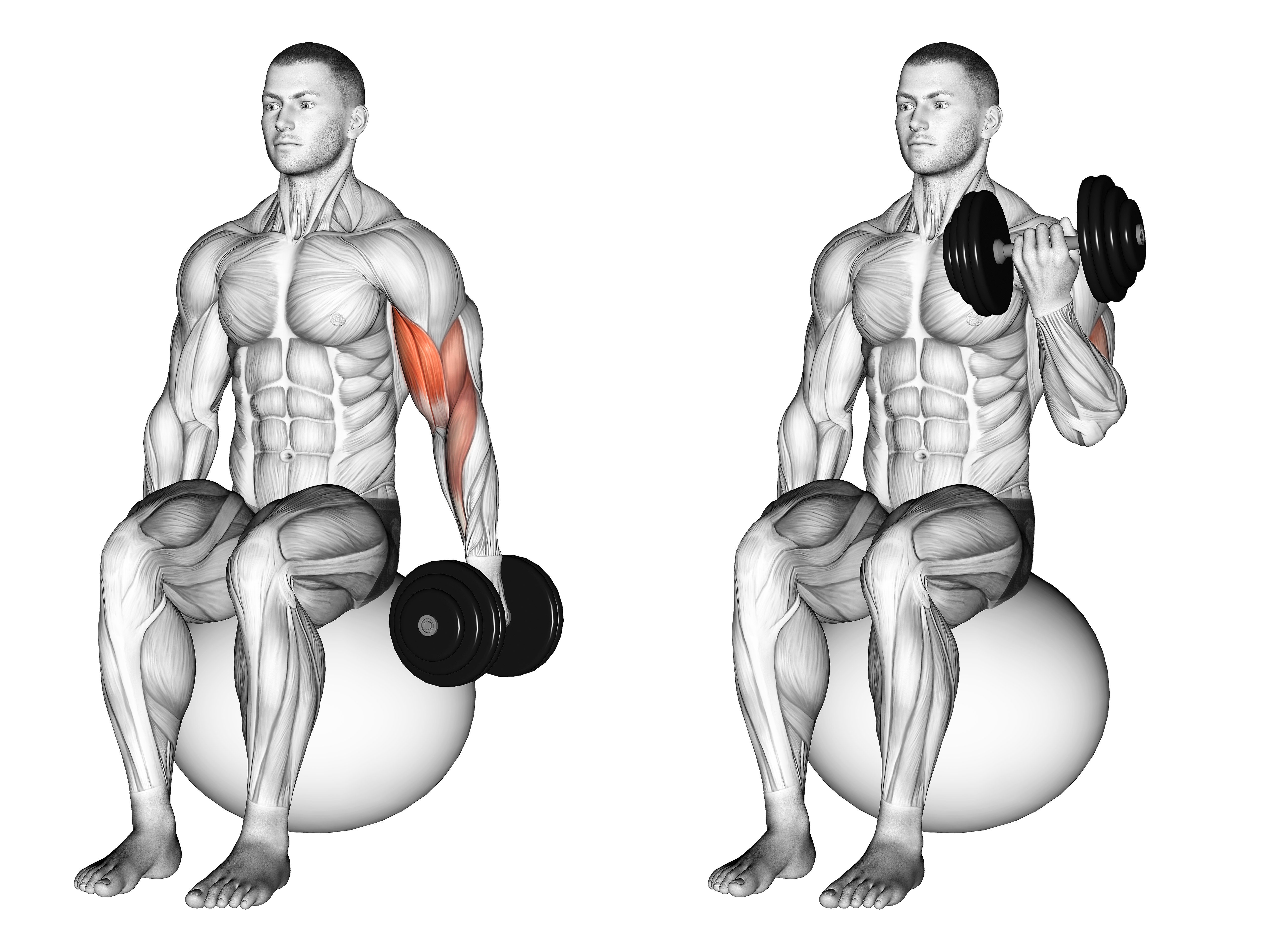 Dumbbell One Arm Seated Bicep Curl On Exercise Ball
