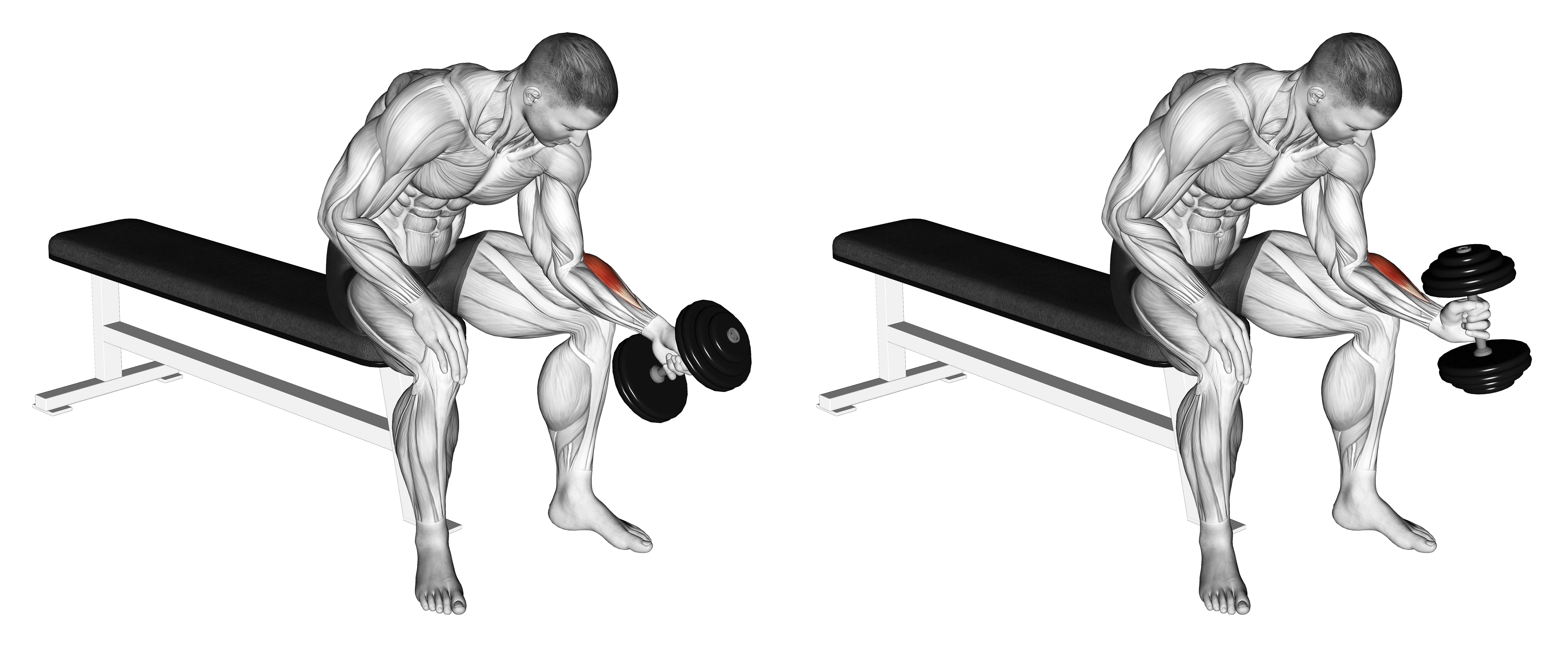 Dumbbell One Arm Seated Neutral Wrist Curl
