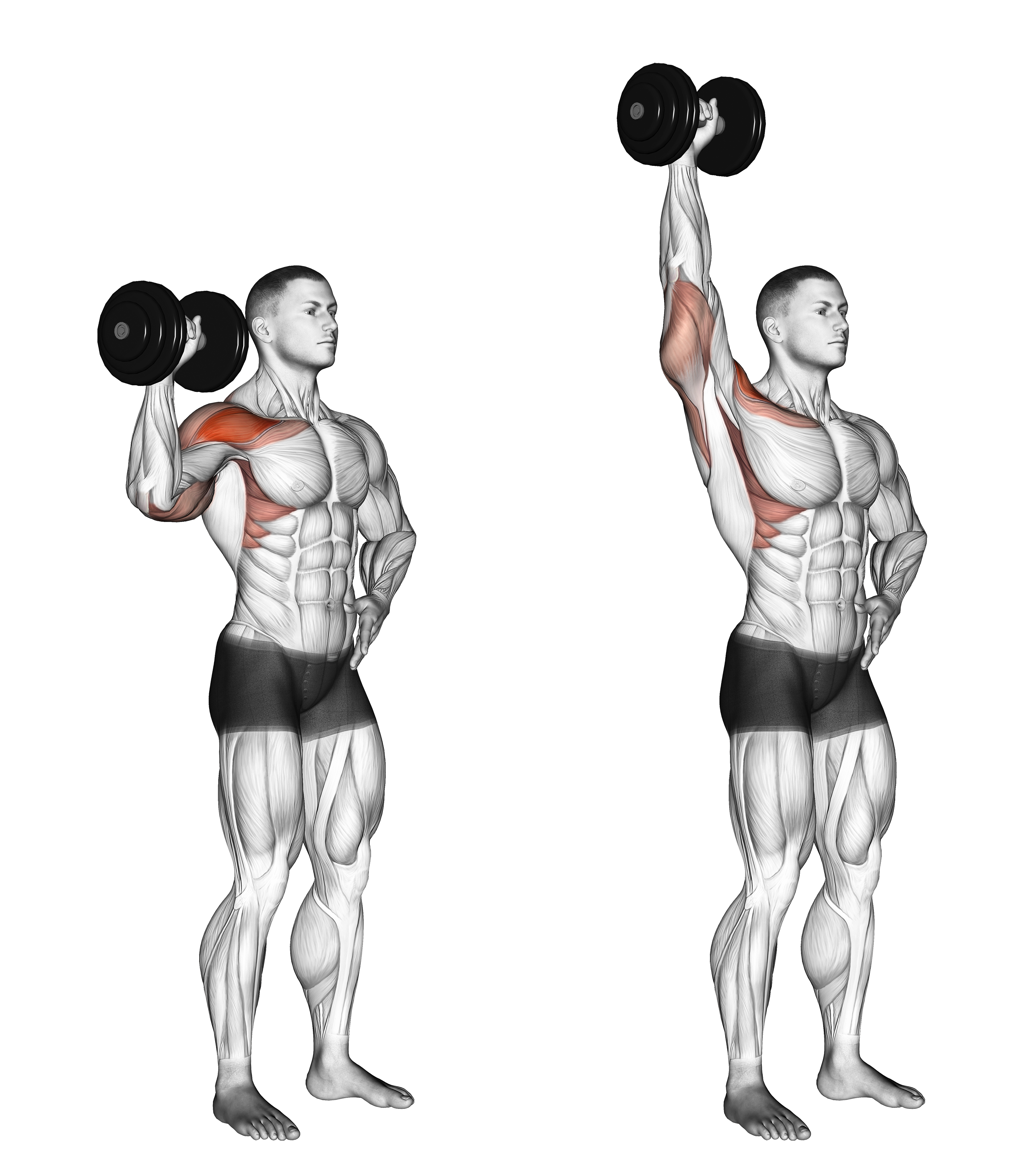 Dumbbell One Arm Shoulder Press Ii