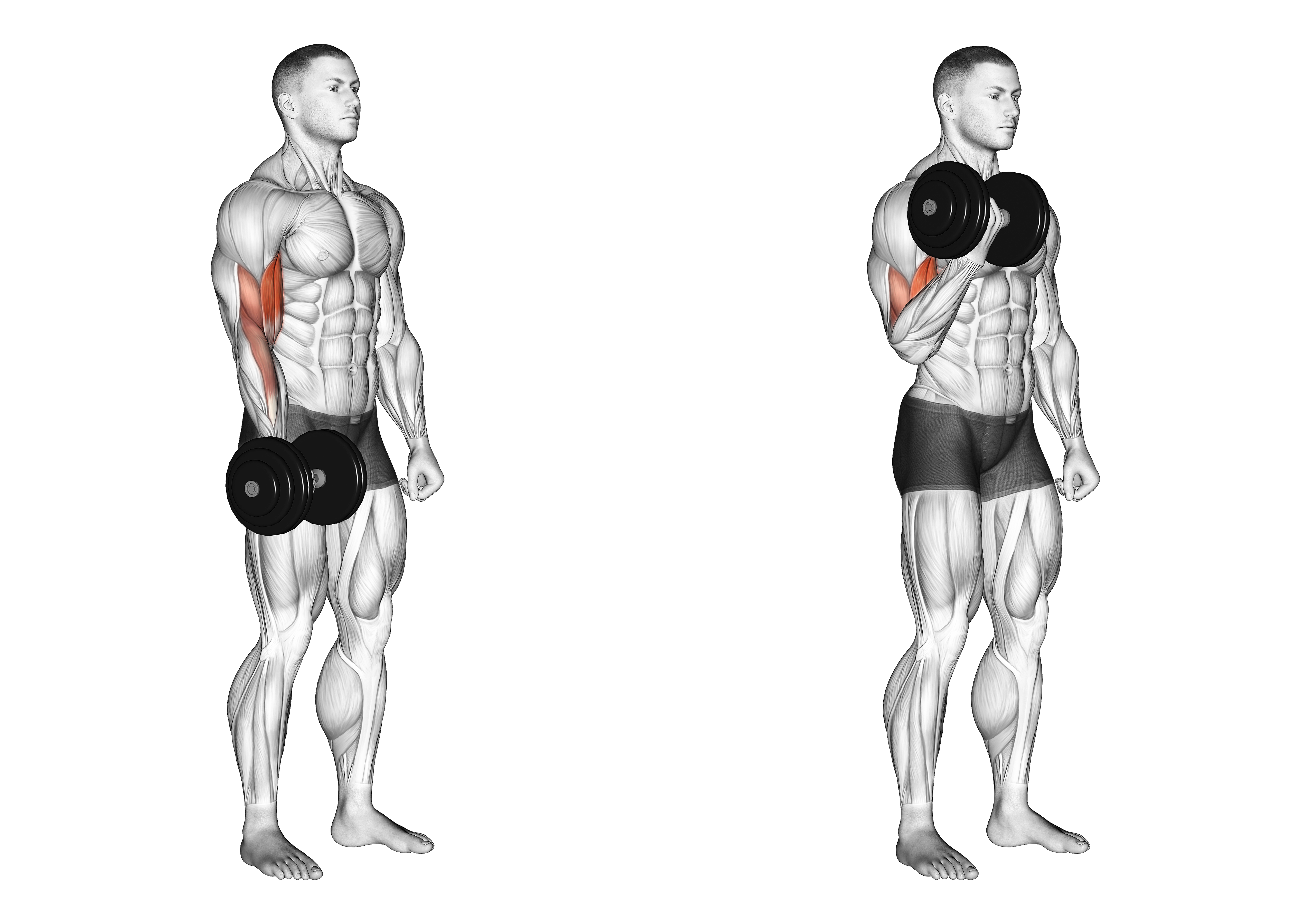 Dumbbell One Arm Standing Curl