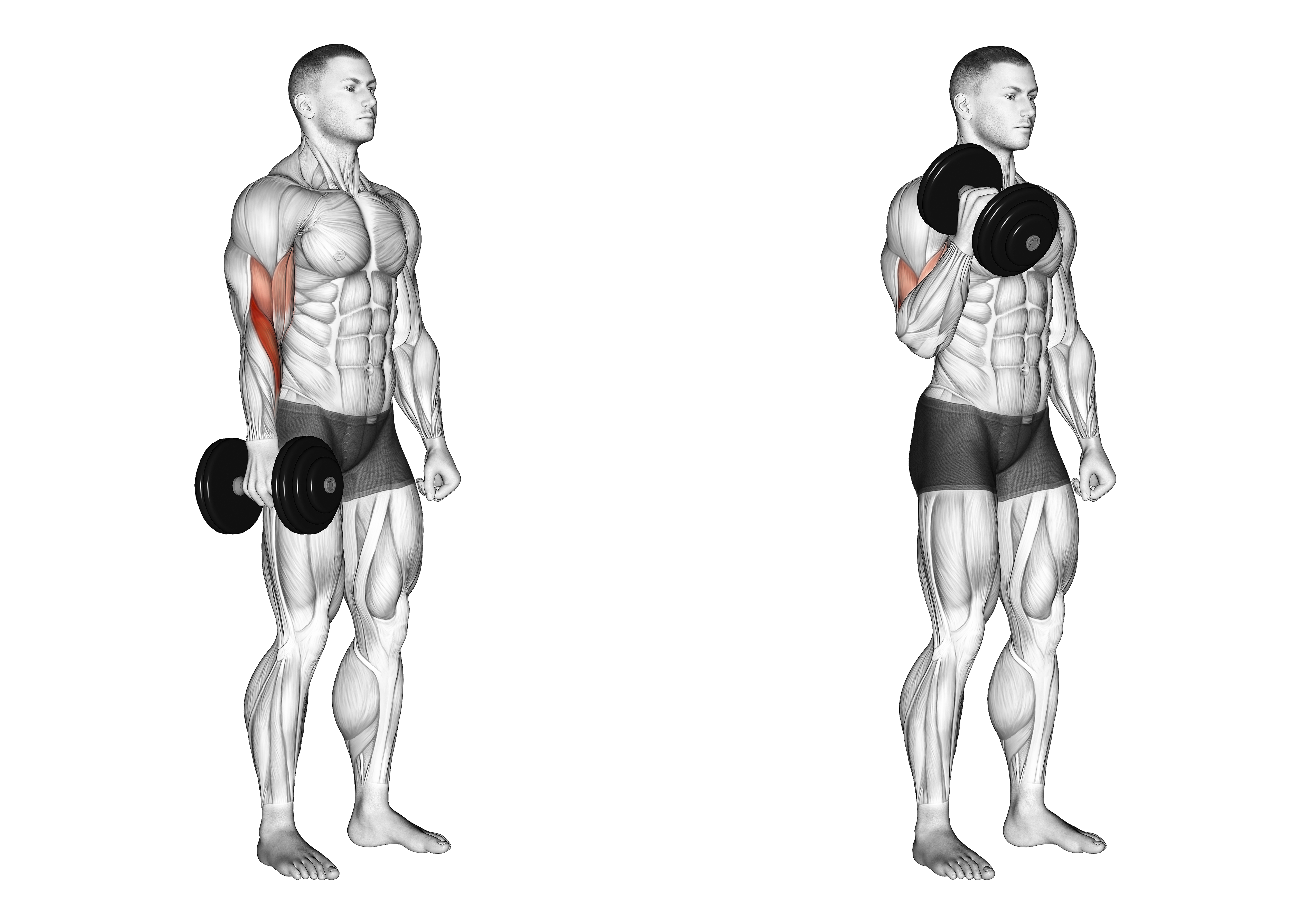 Dumbbell One Arm Standing Hammer Curl