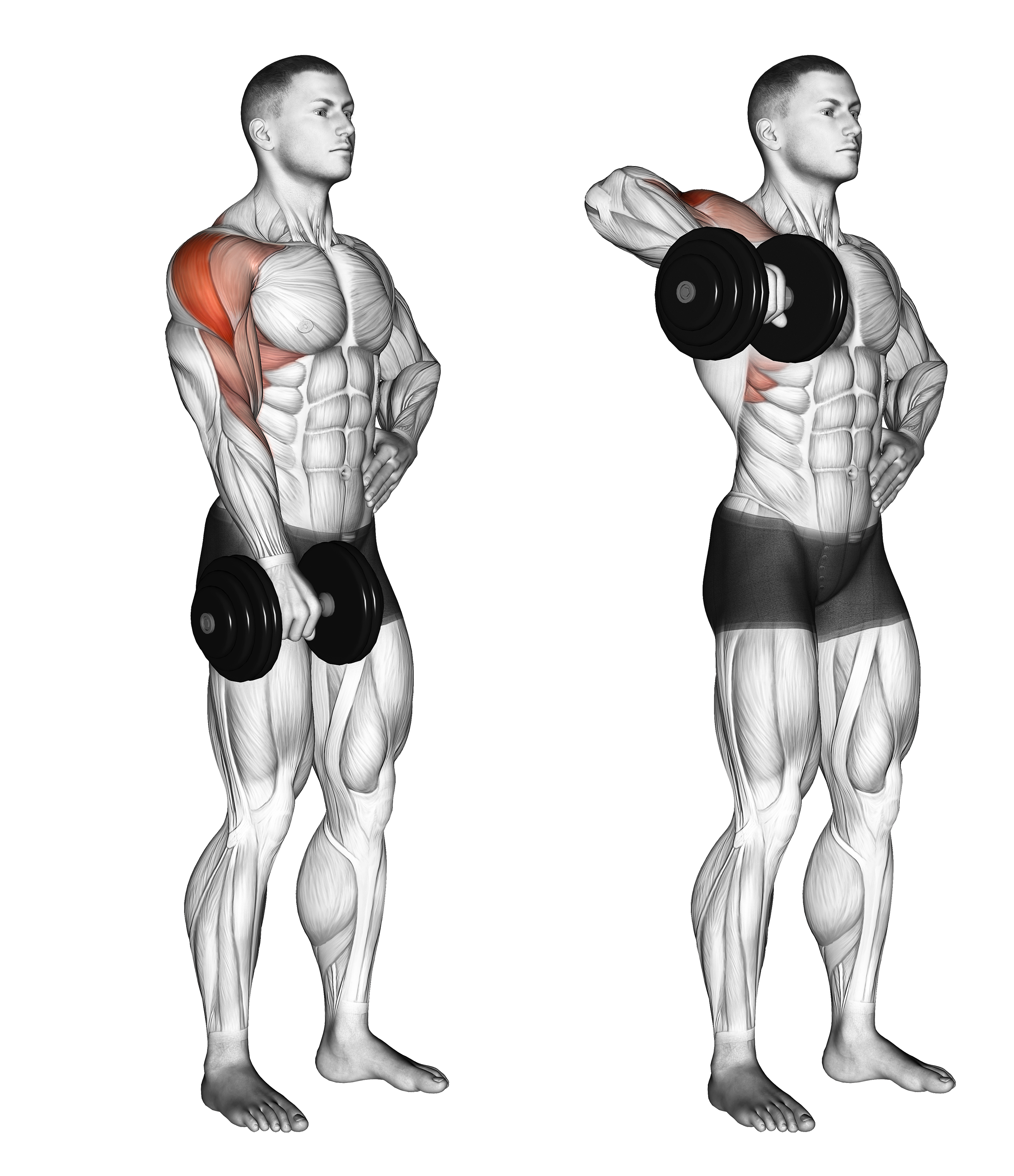 Dumbbell One Arm Upright Row