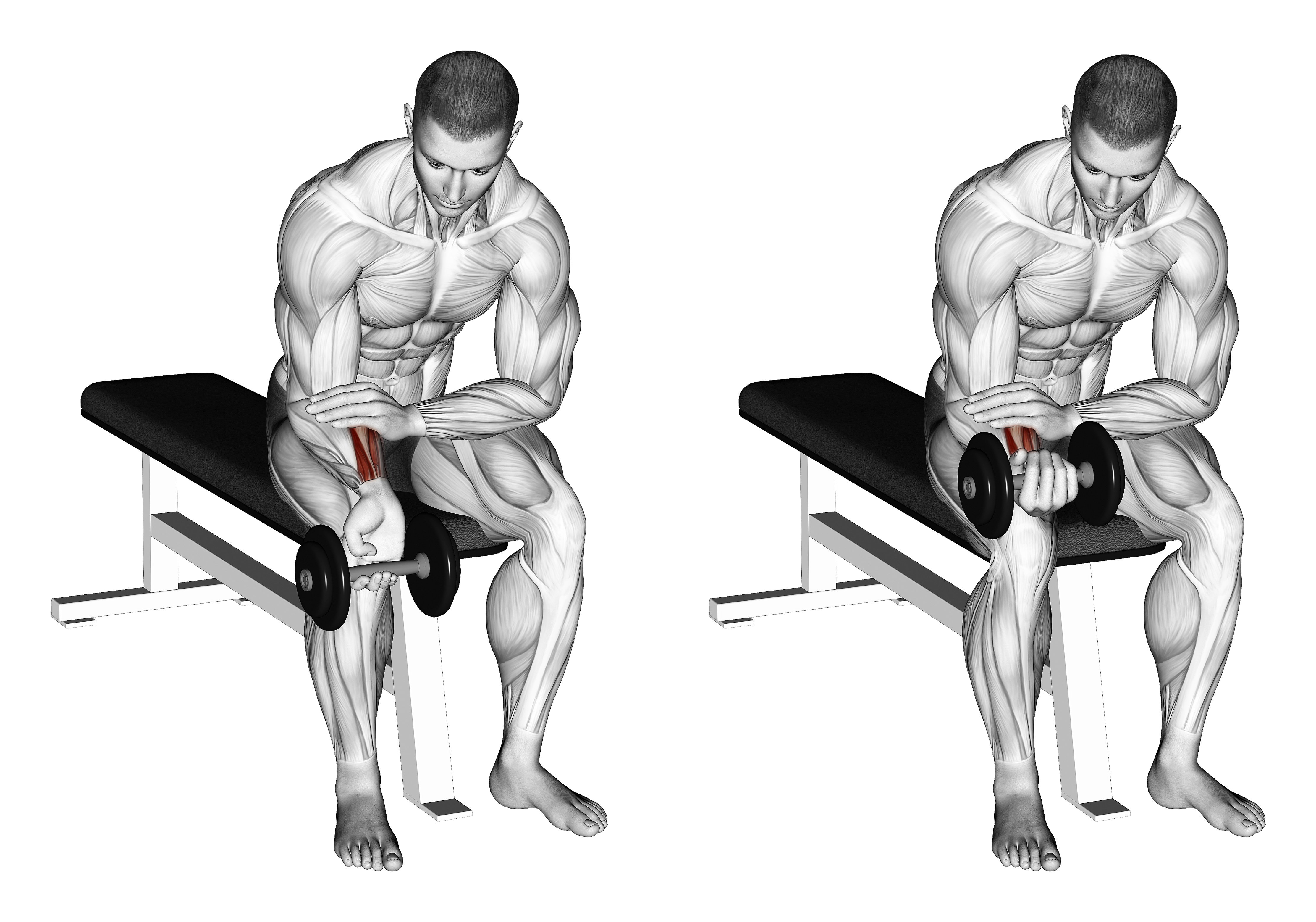 Dumbbell One Arm Wrist Curl
