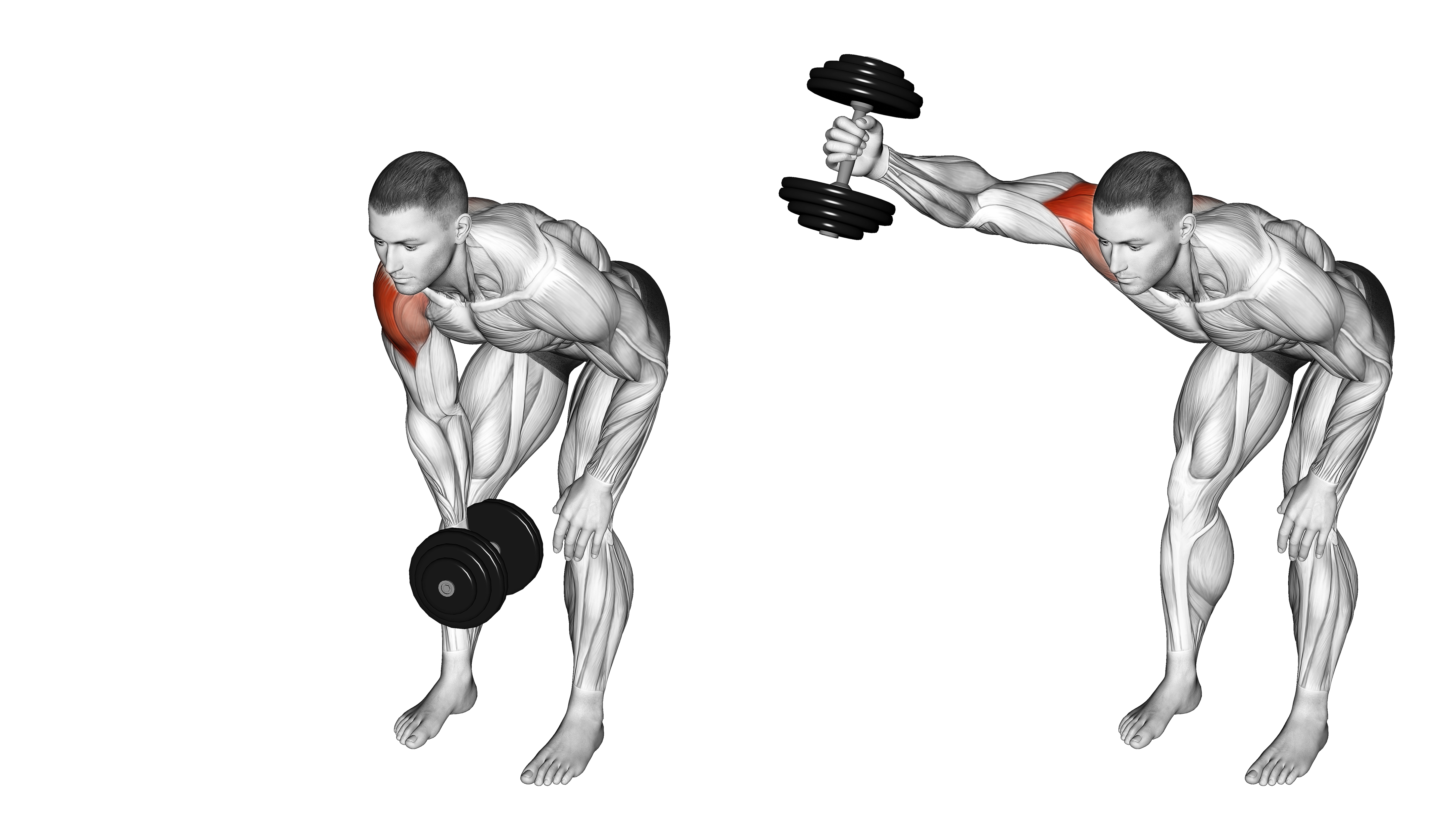 Dumbbell One Arm Y Elevation