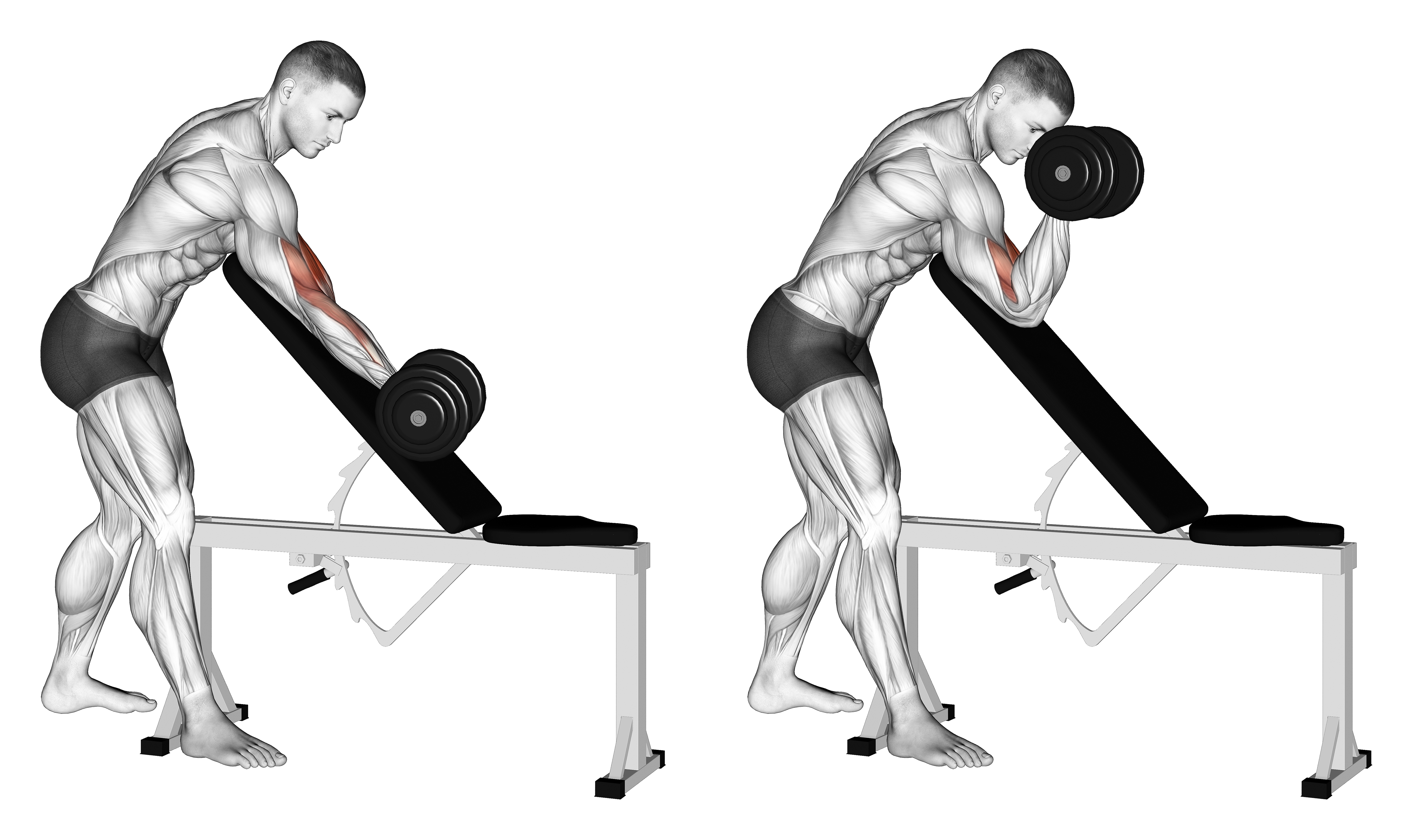 Dumbbell One Arm Zottman Preacher Curl