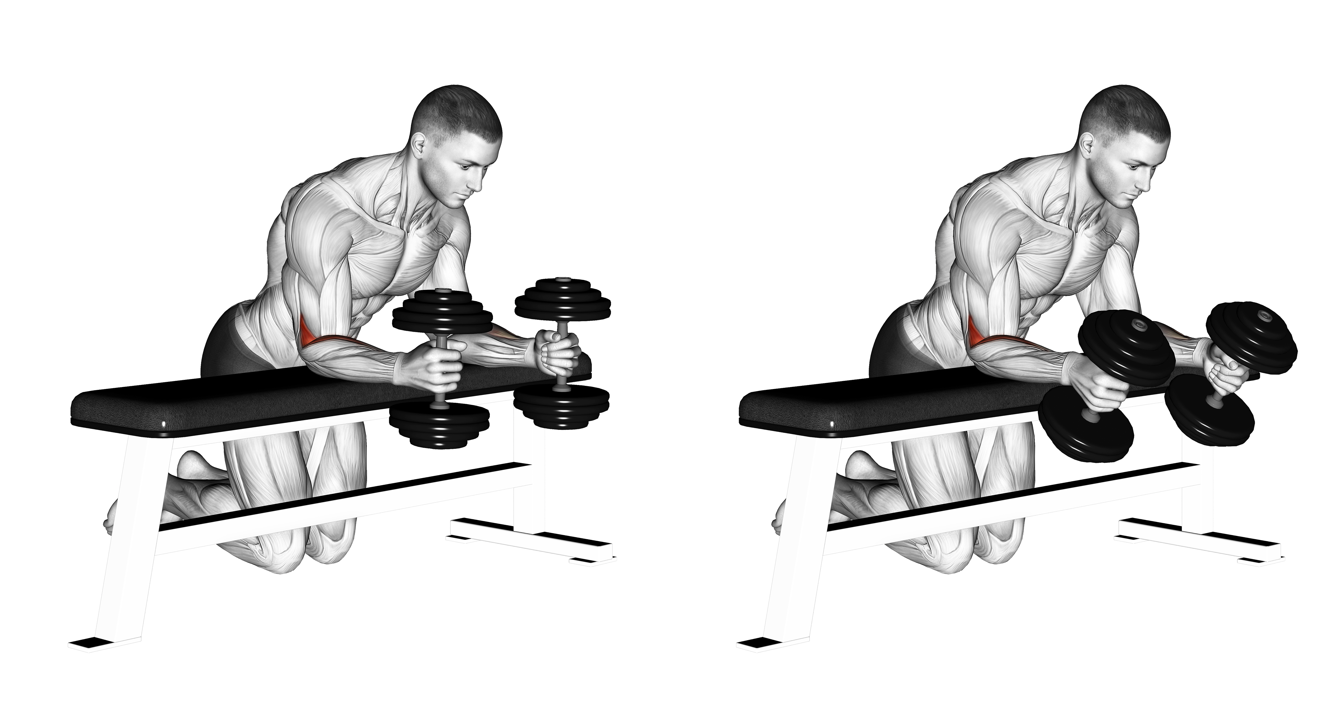 Dumbbell Over Bench Neutral Wrist Curl