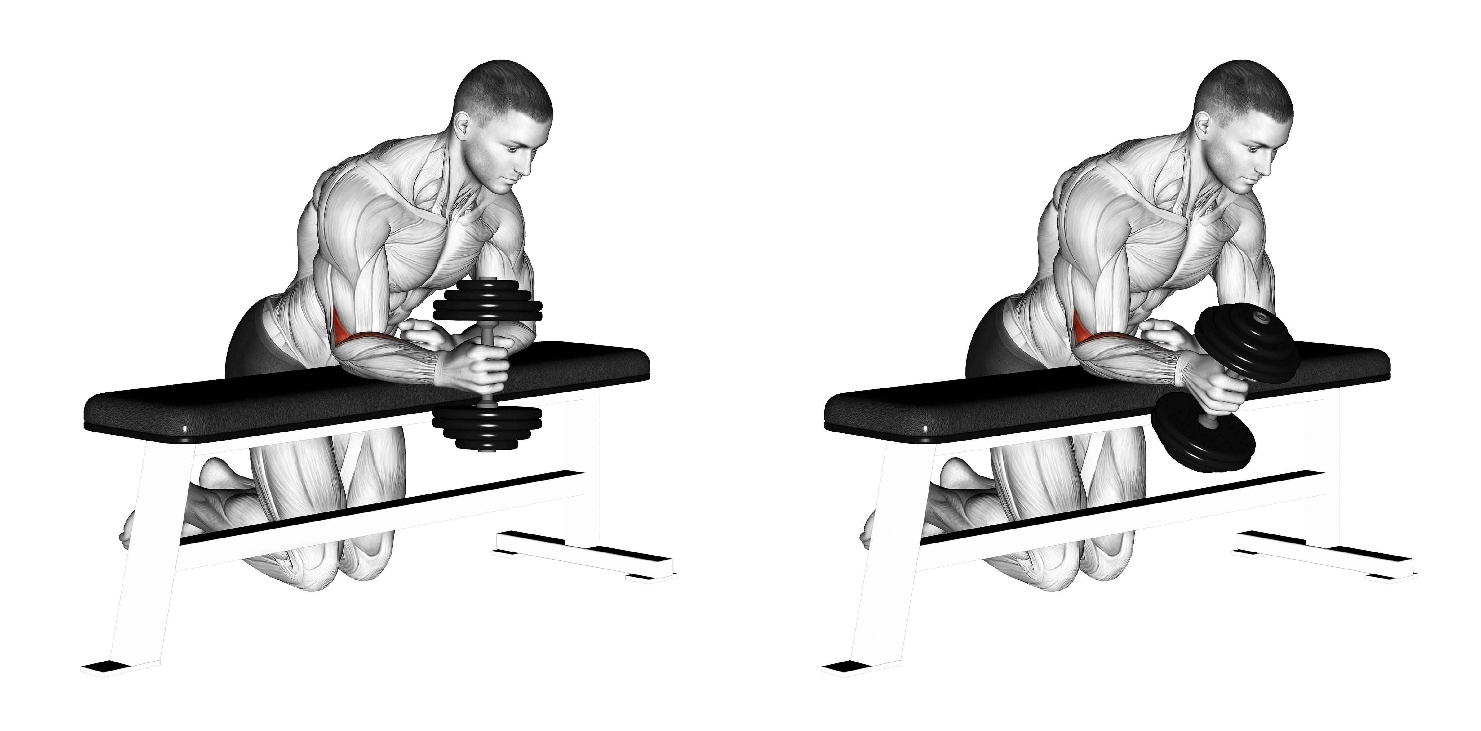 Dumbbell Over Bench One Arm  Neutral Wrist Curl